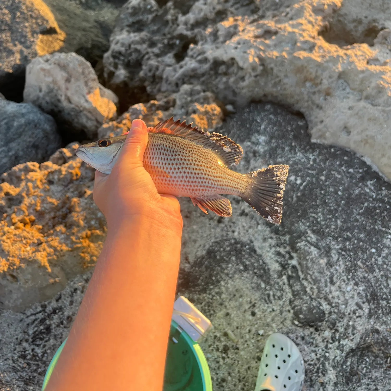 The most recent Mangrove snapper catches on Fishbrain