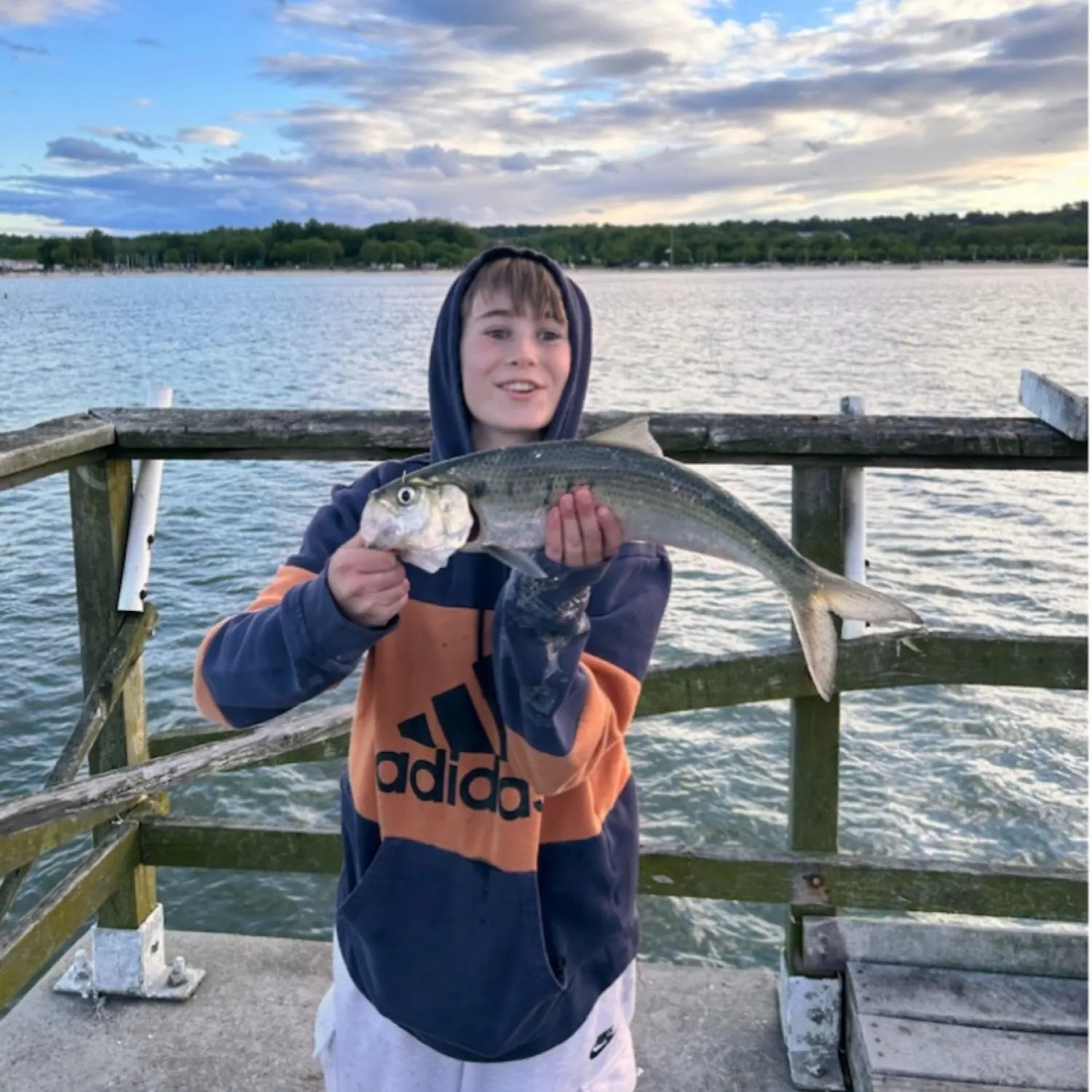 The most recent Hickory shad catches on Fishbrain