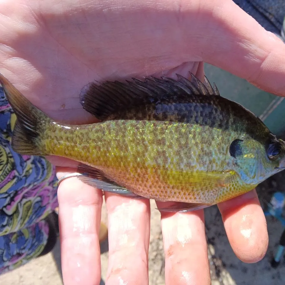 Bluegill caught on Fishbrain