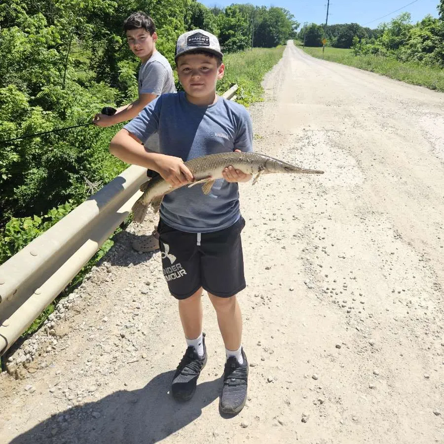 The most recent Shortnose gar catches on Fishbrain