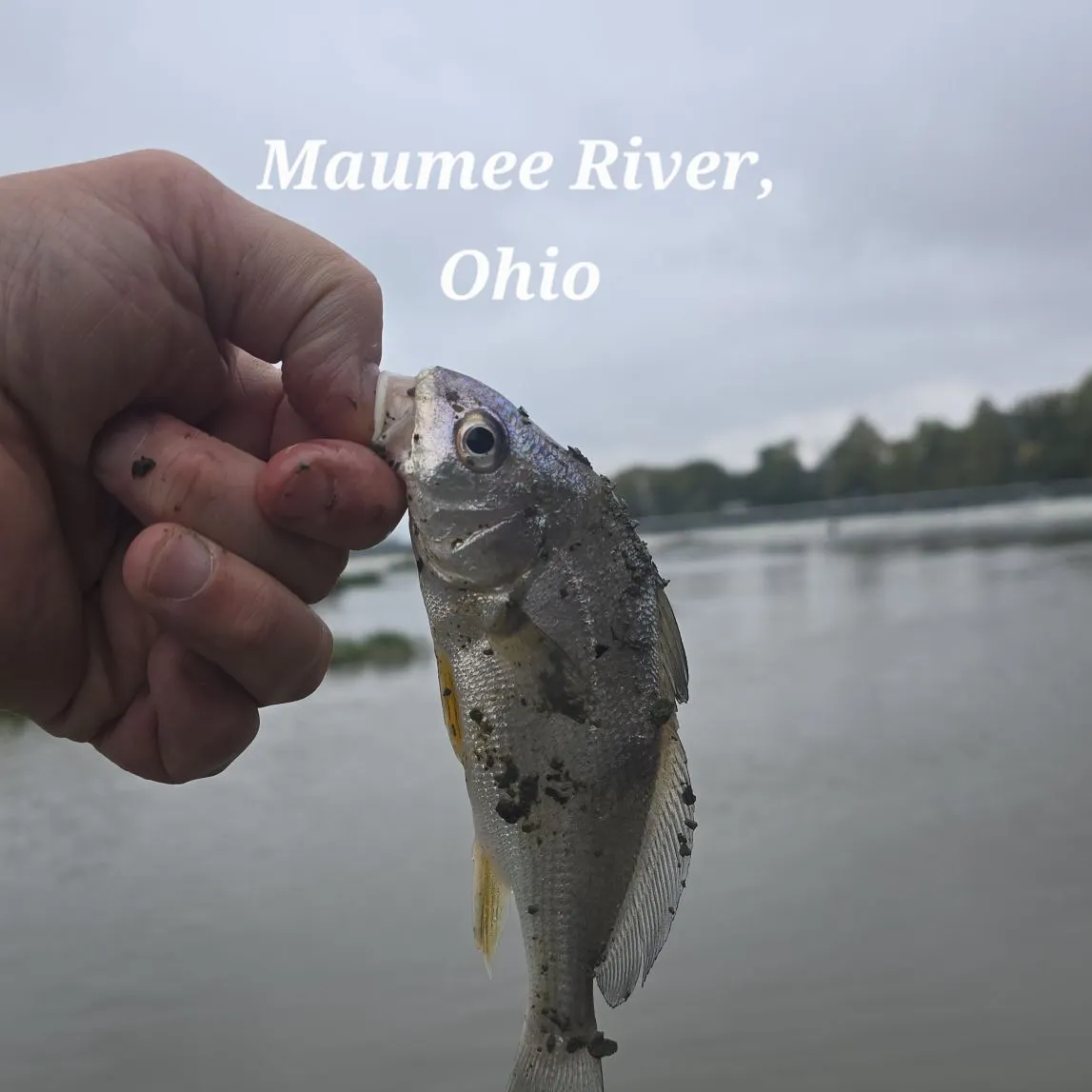 Freshwater drum caught on Fishbrain