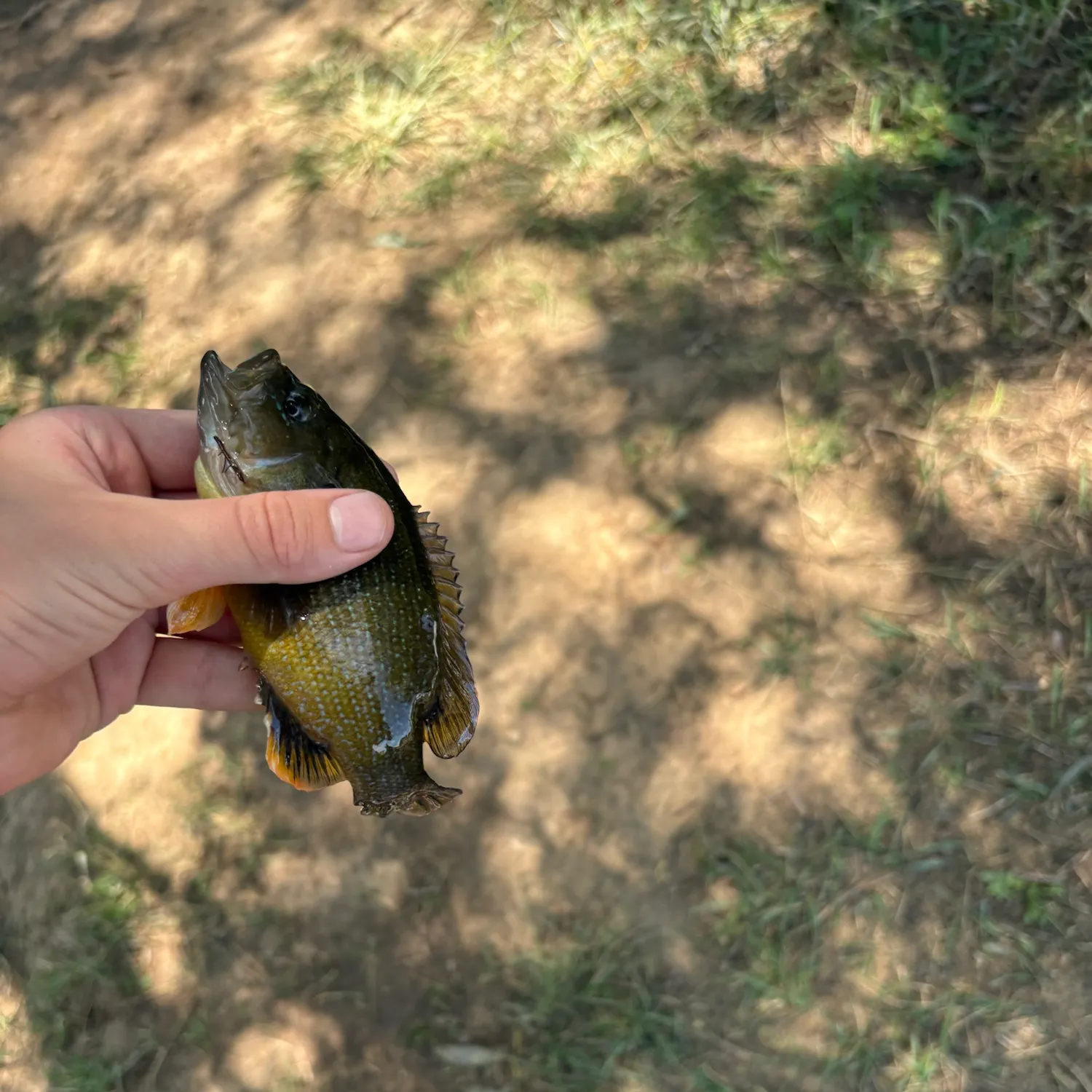 Green sunfish caught on Fishbrain