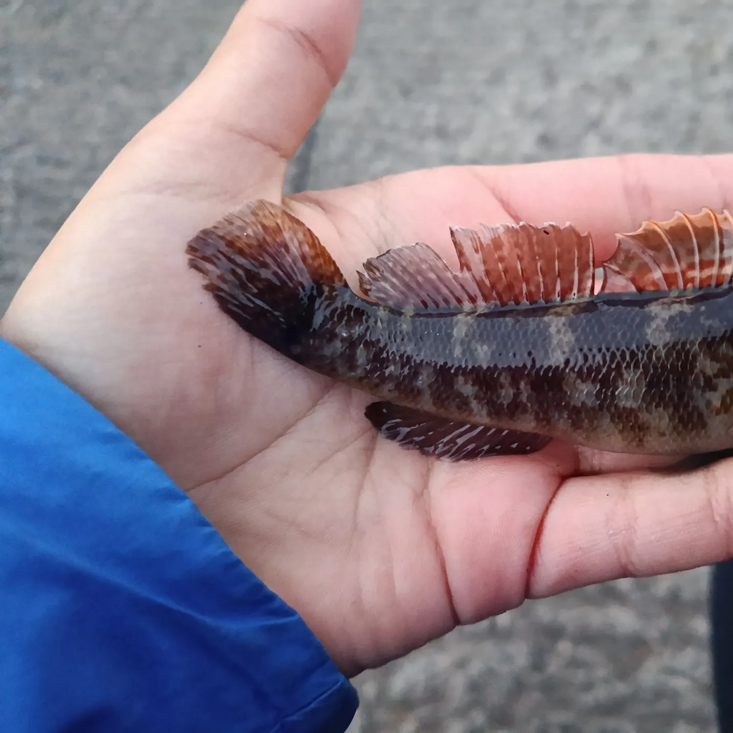 Rock goby caught on Fishbrain