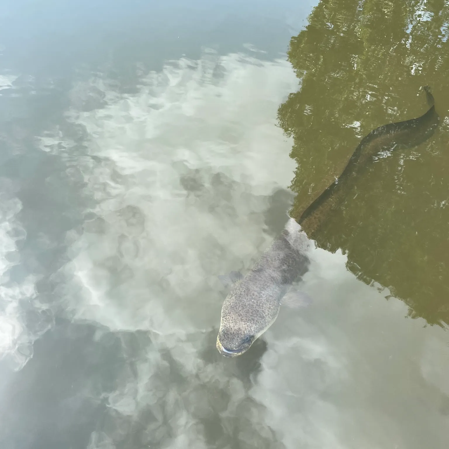 The most recent Silver scabbardfish catches on Fishbrain