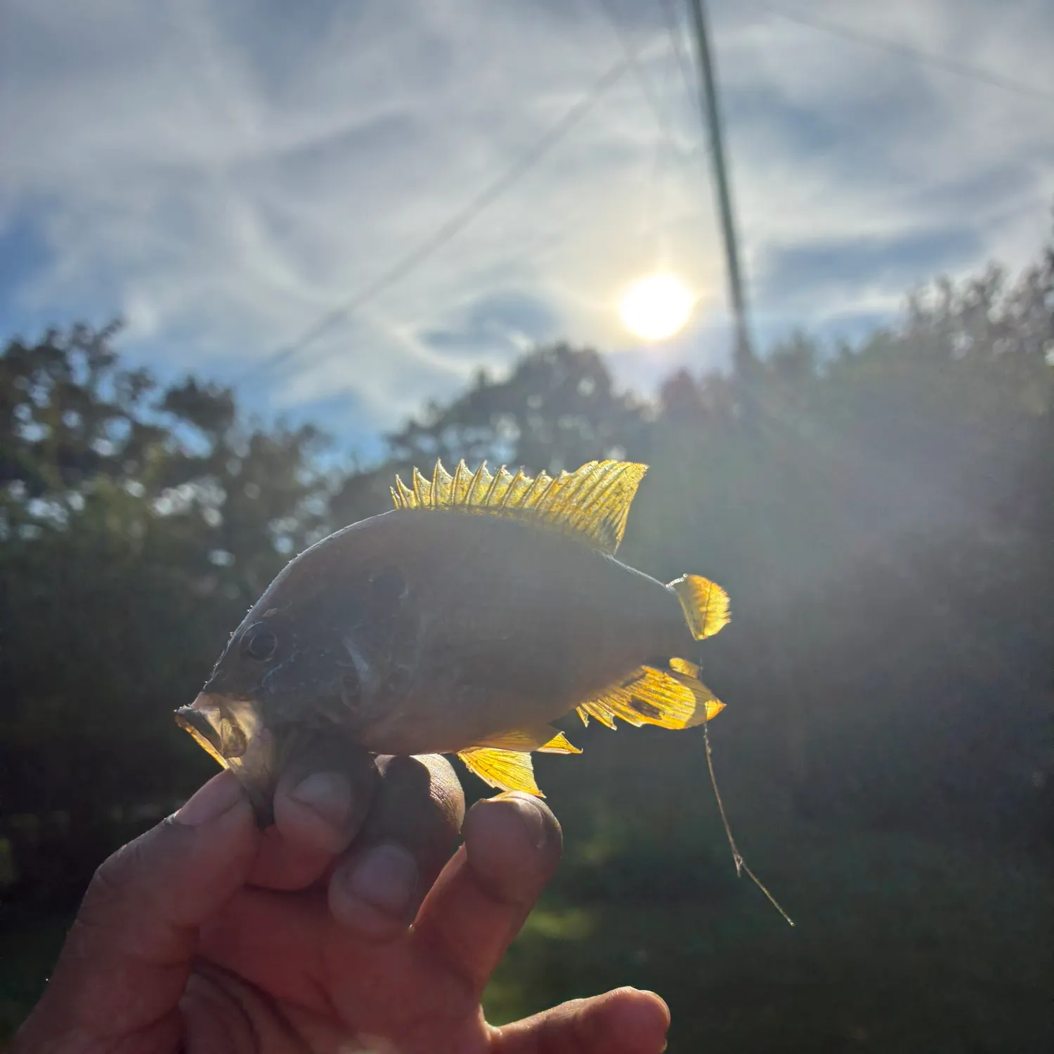 Green sunfish caught on Fishbrain