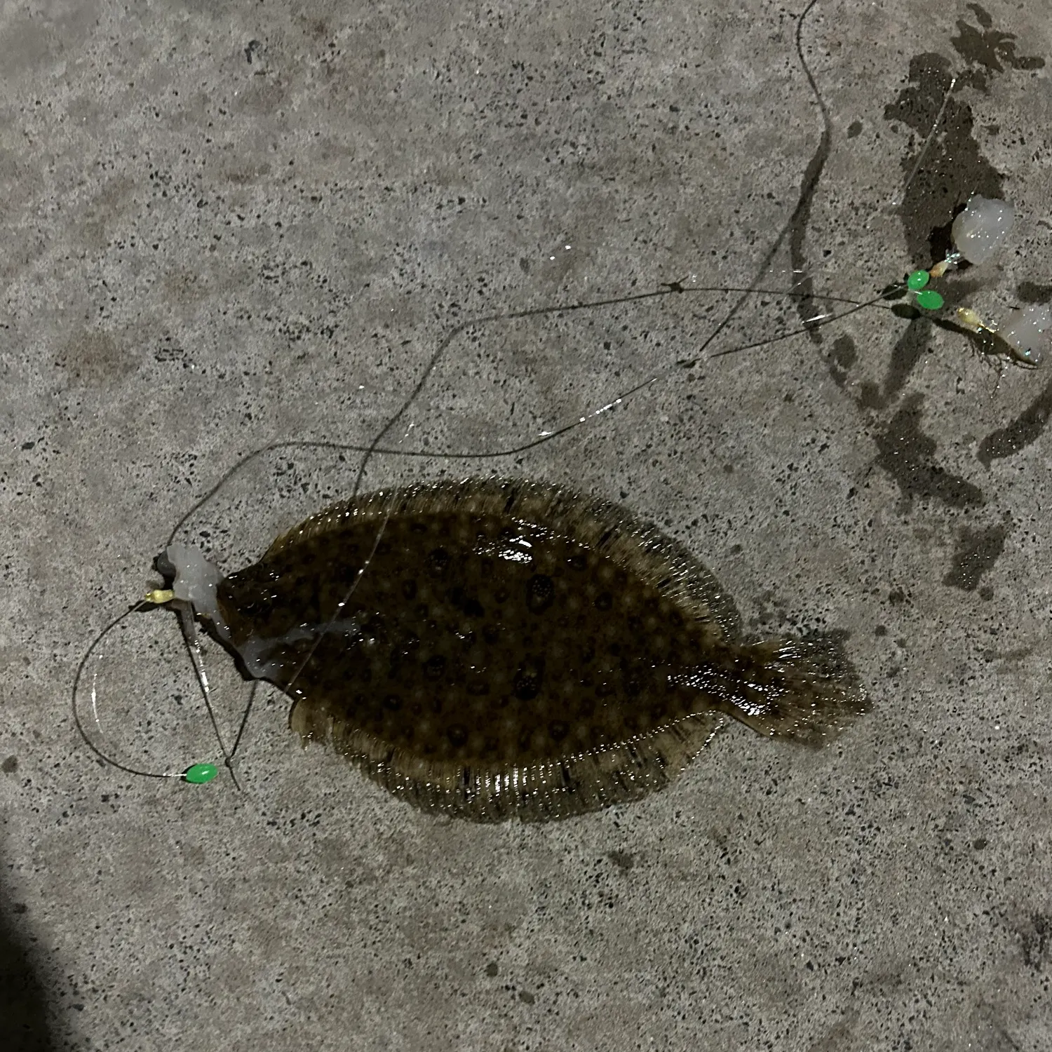 The most recent Smalltooth flounder catches on Fishbrain