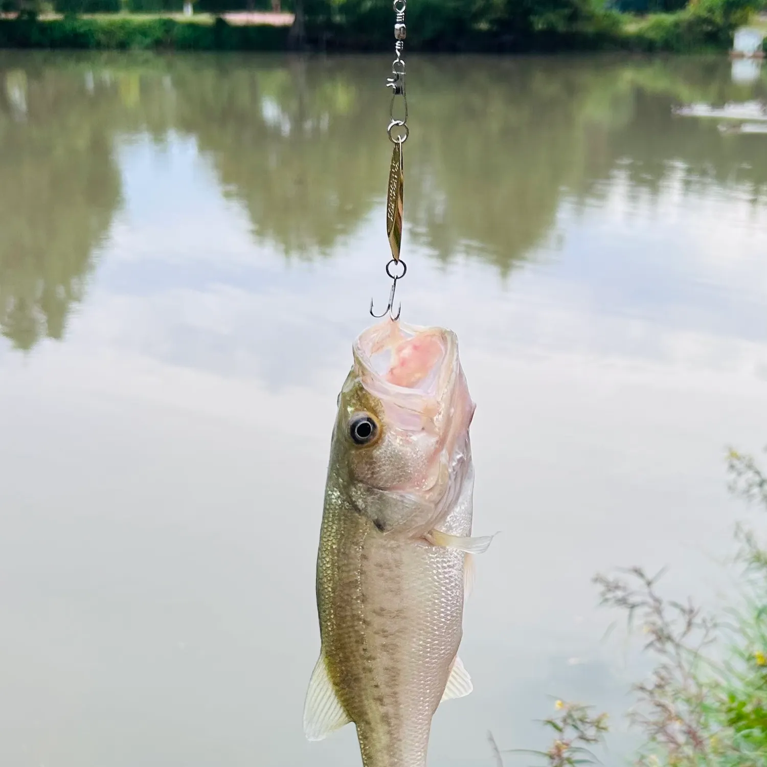 Largemouth bass caught on Fishbrain
