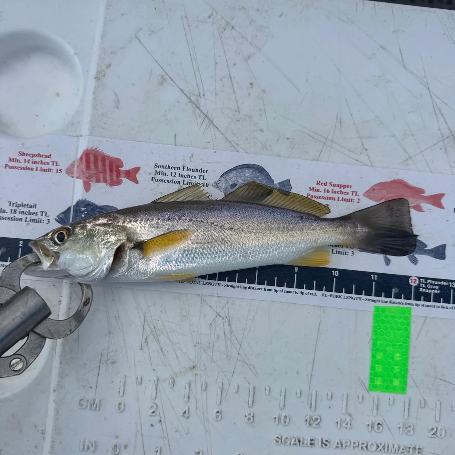 Sand seatrout caught on Fishbrain