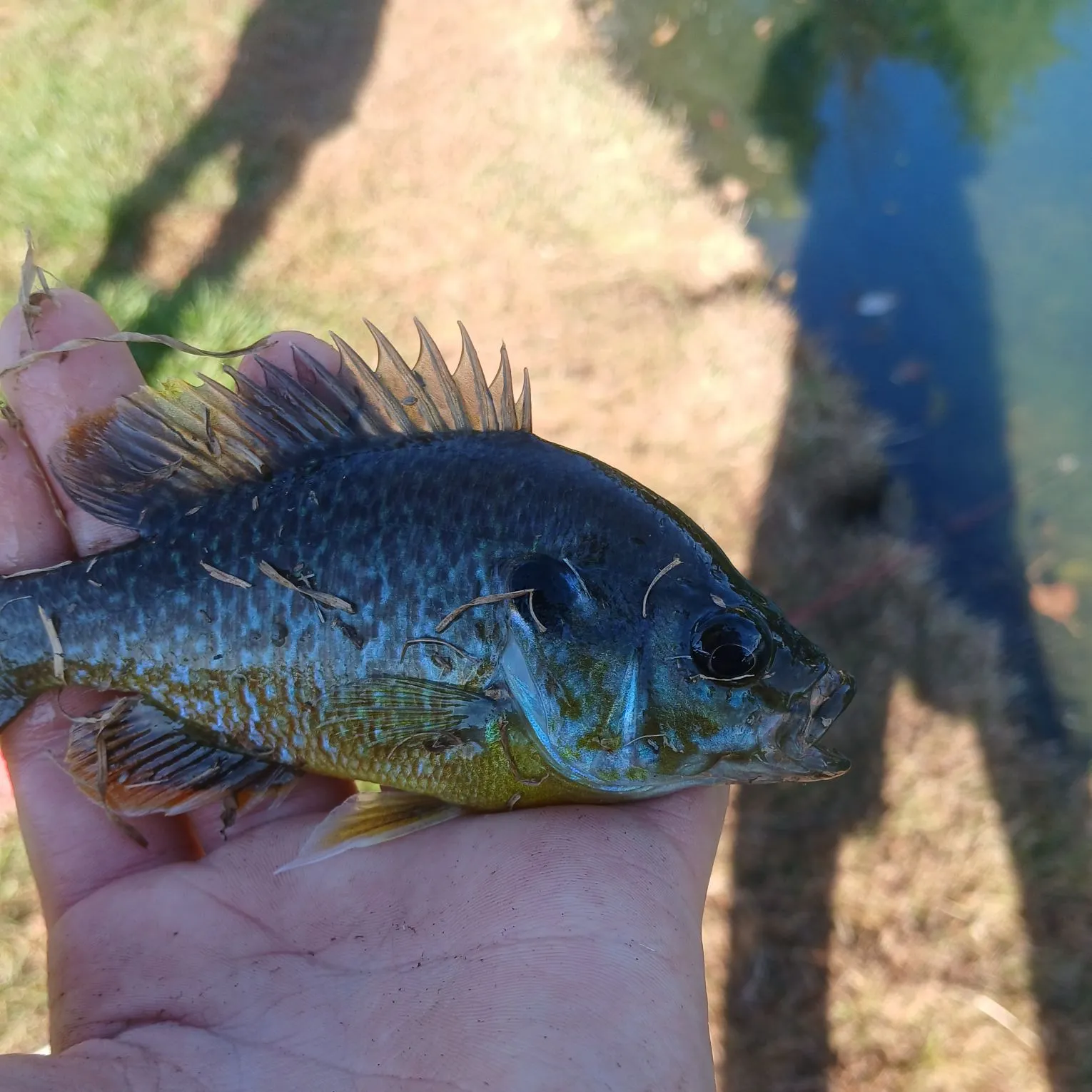 Greengill hybrid caught on Fishbrain
