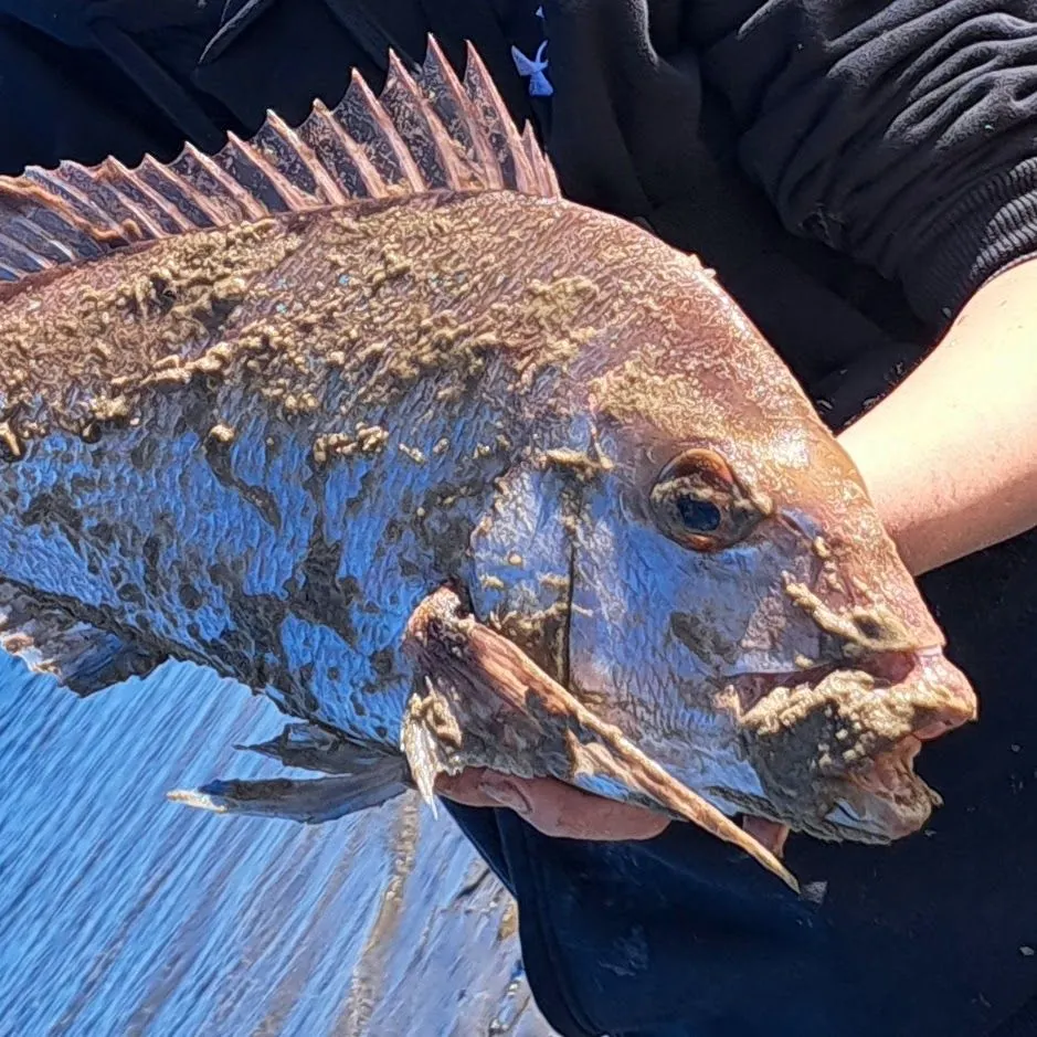 Australasian snapper caught on Fishbrain