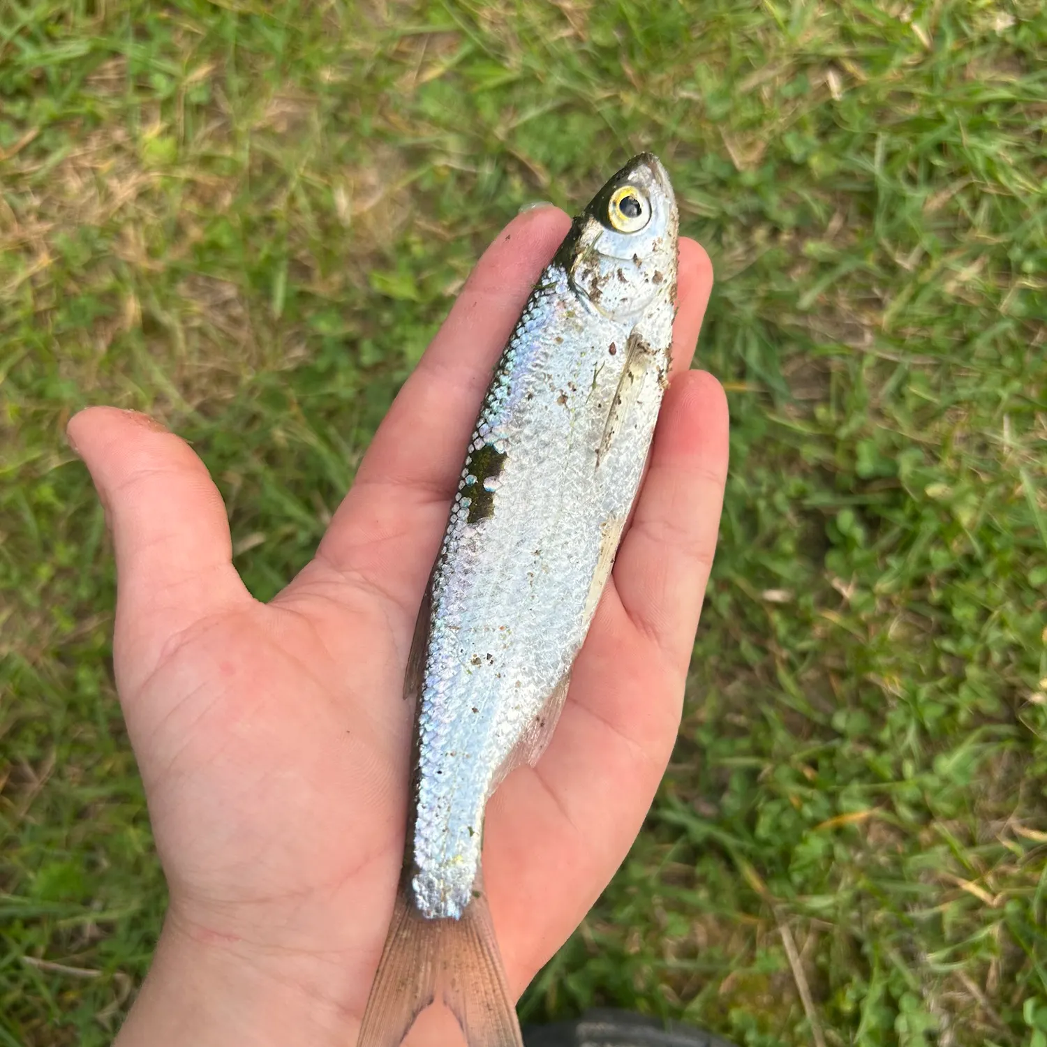 The most recent Common roach catches on Fishbrain