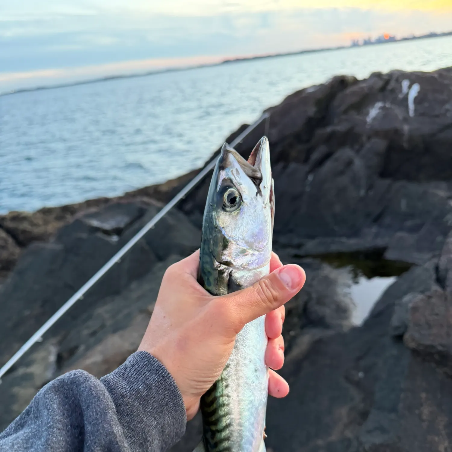 Atlantic mackerel caught on Fishbrain