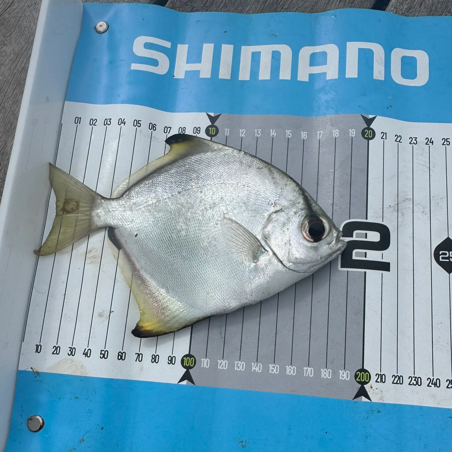 The most recent Silver moony catches on Fishbrain