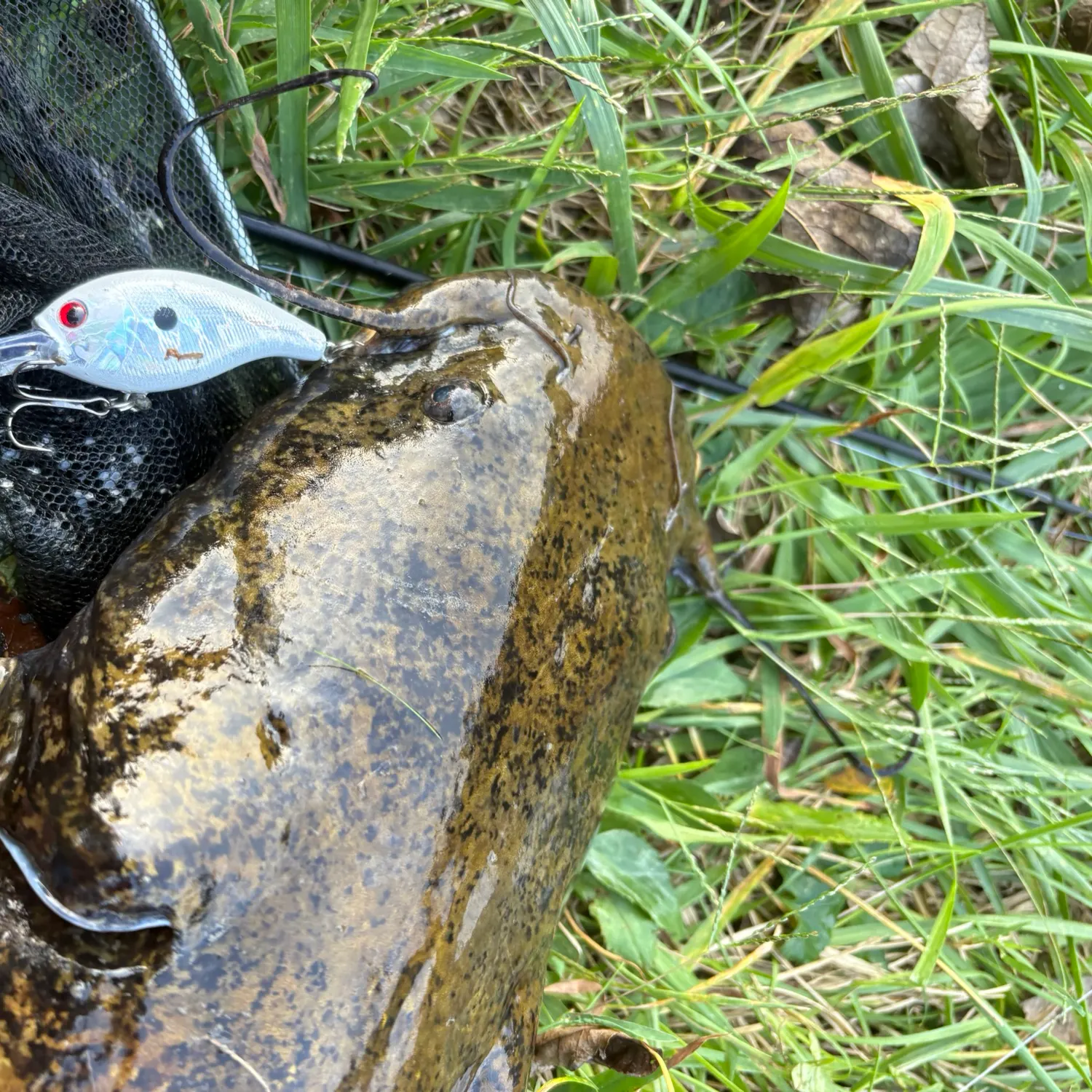 Flathead catfish caught on Fishbrain