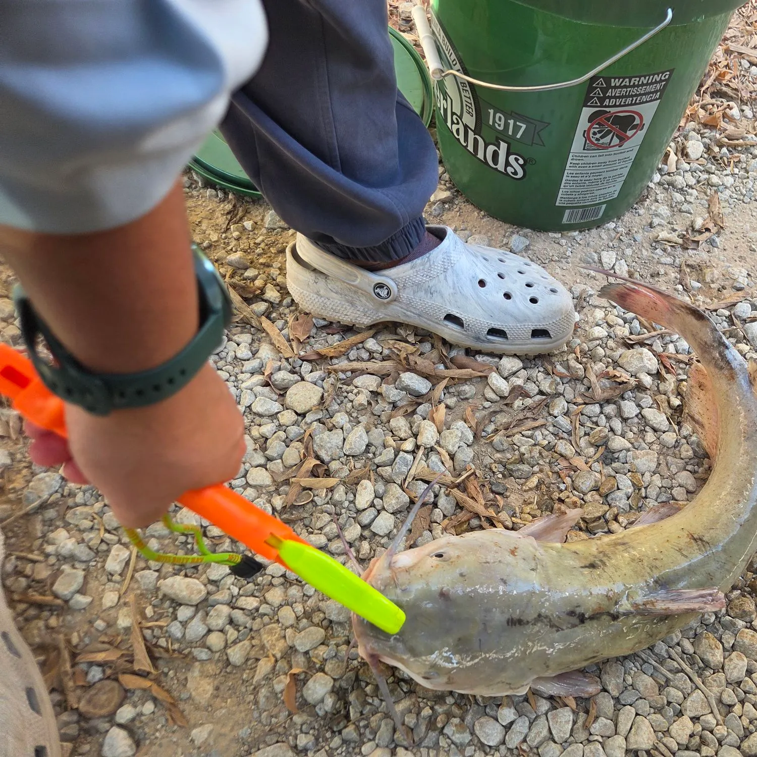 Channel catfish caught on Fishbrain