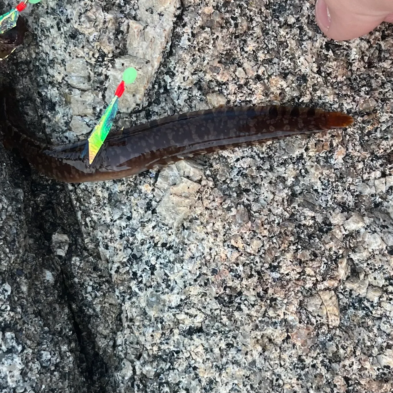 The most recent Rock gunnel catches on Fishbrain