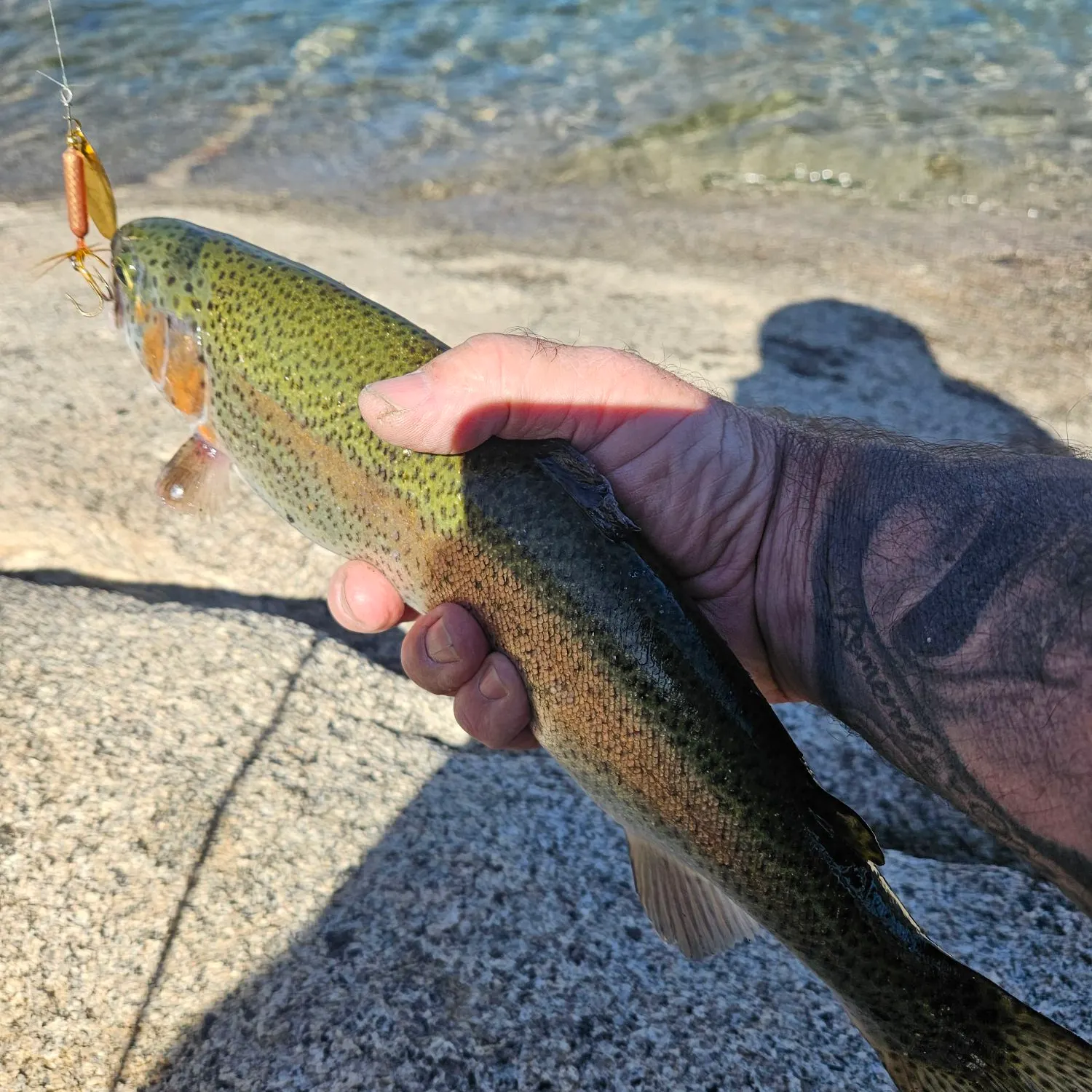 Rainbow trout caught on Fishbrain