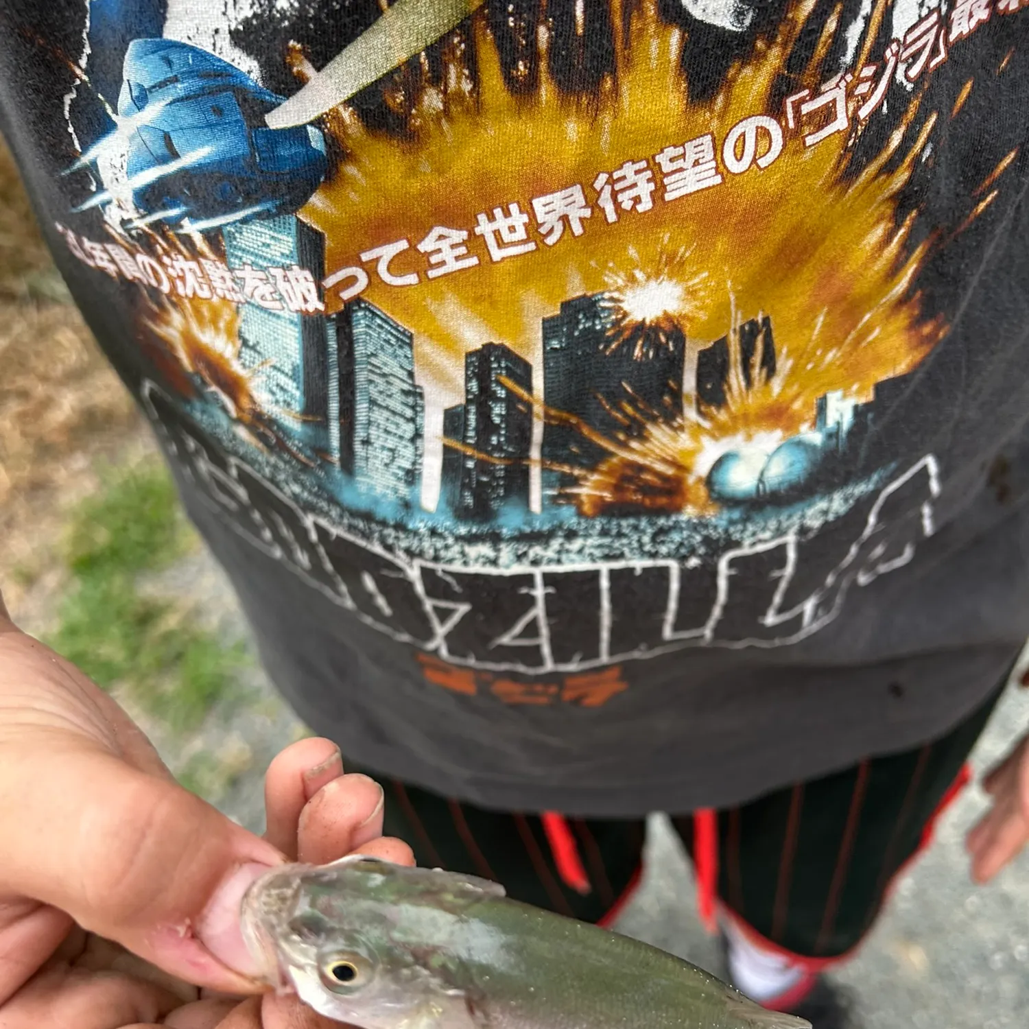 Northern pikeminnow caught on Fishbrain