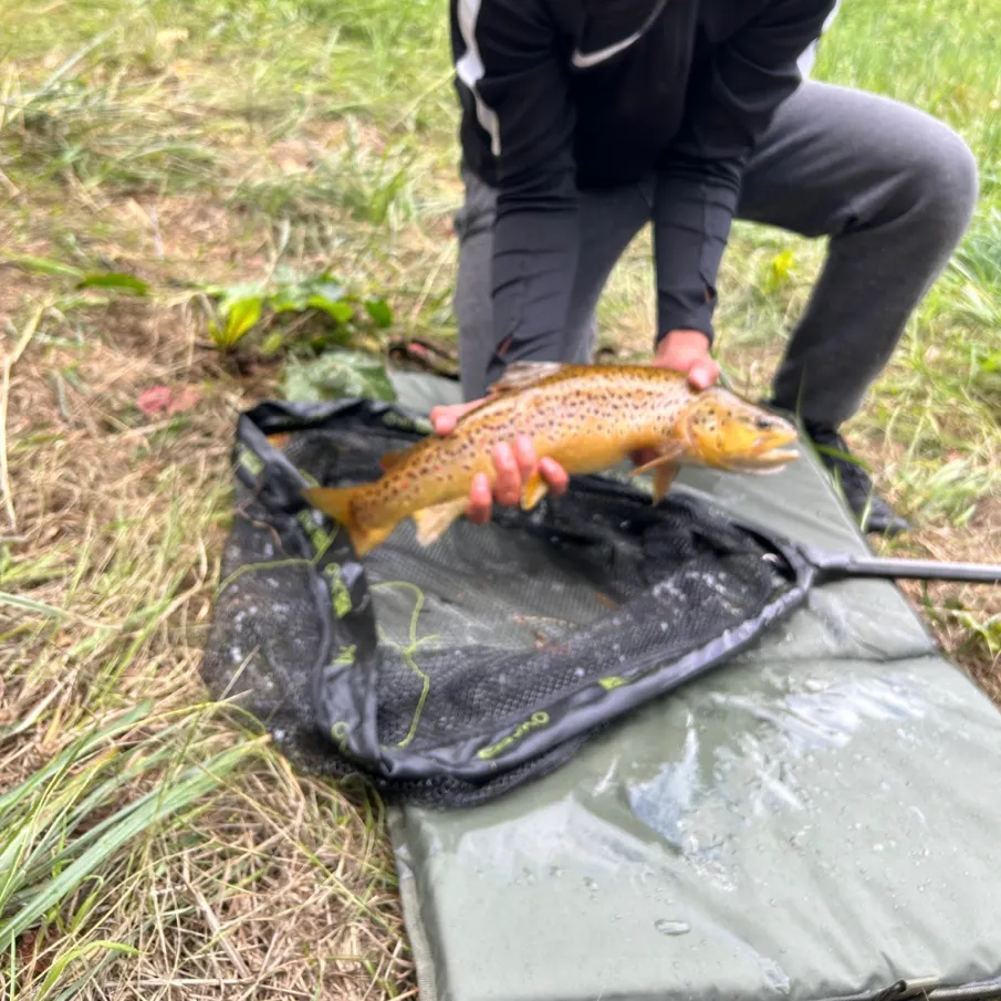 Brown trout caught on Fishbrain