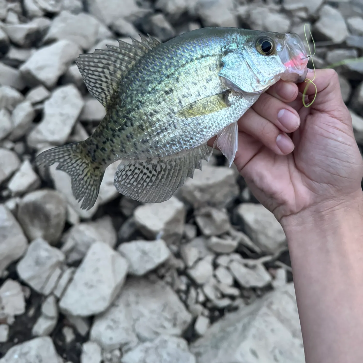 Fish caught on Fishbrain