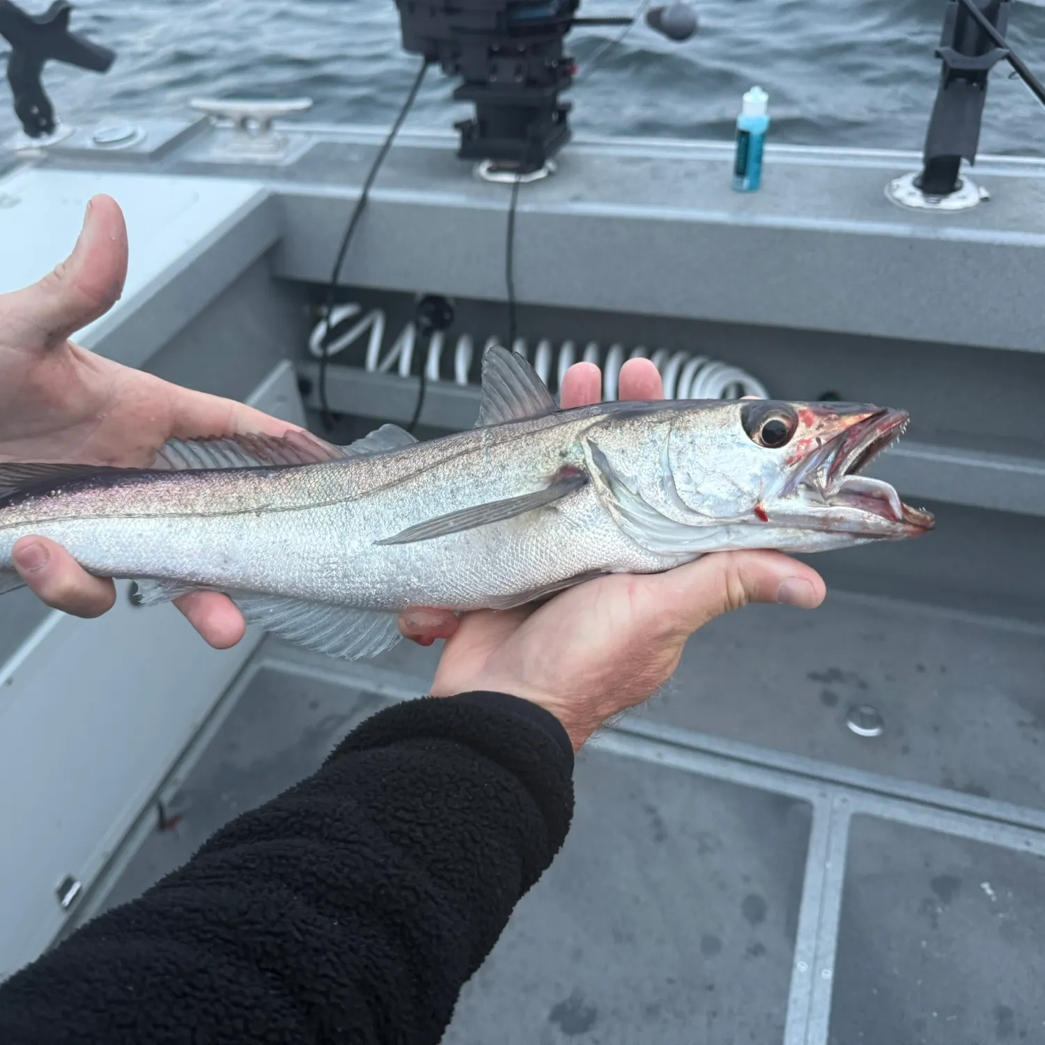 The most recent South Pacific hake catches on Fishbrain