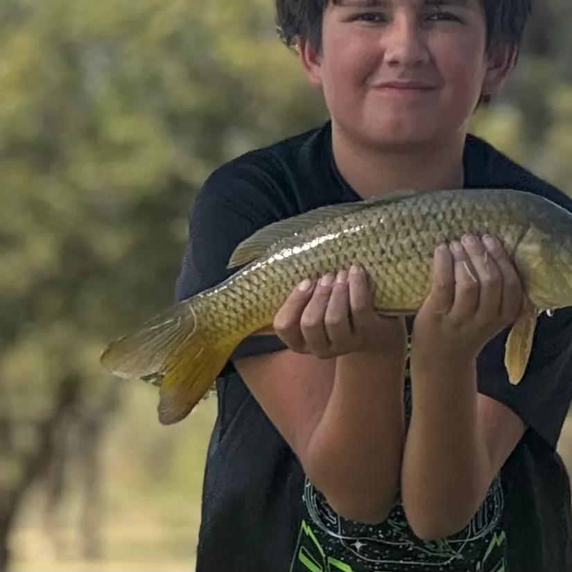 Common carp caught on Fishbrain