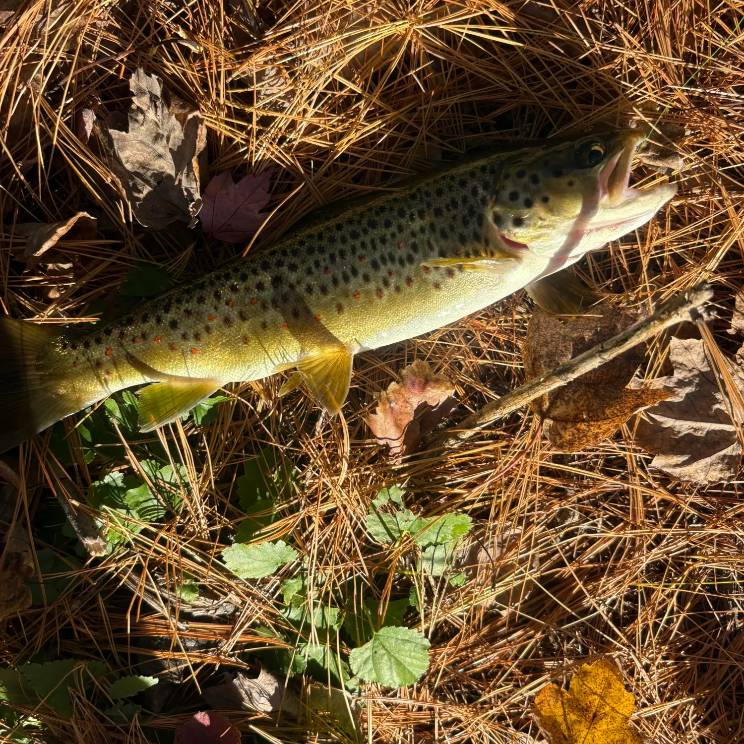 recently logged catches