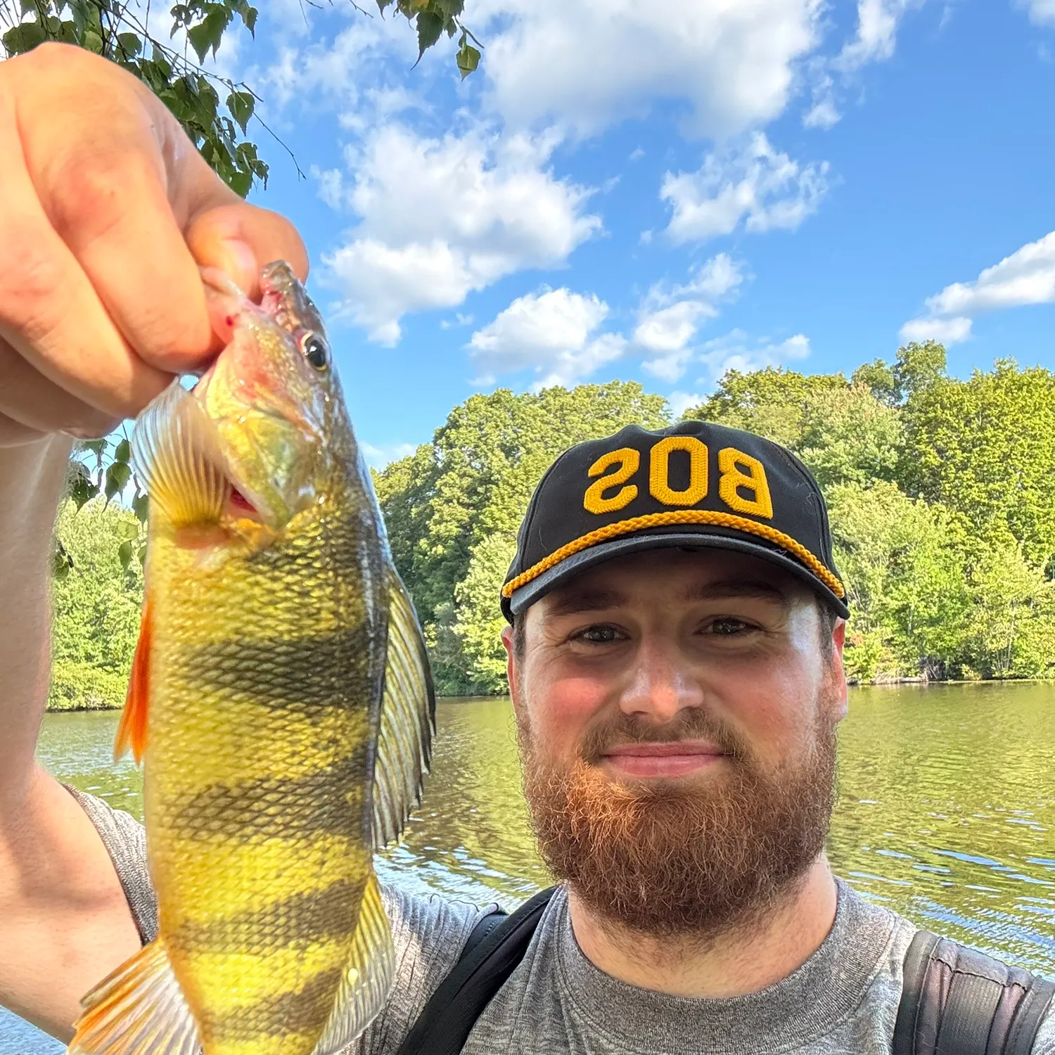 Yellow perch caught on Fishbrain
