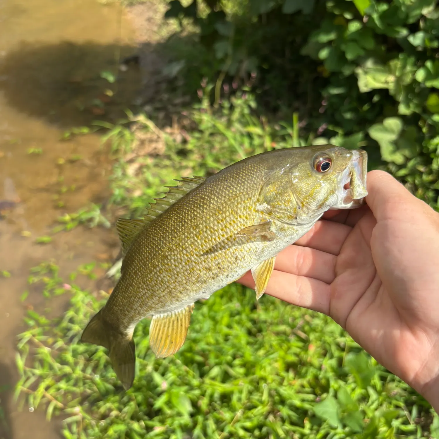 Smallmouth bass caught on Fishbrain