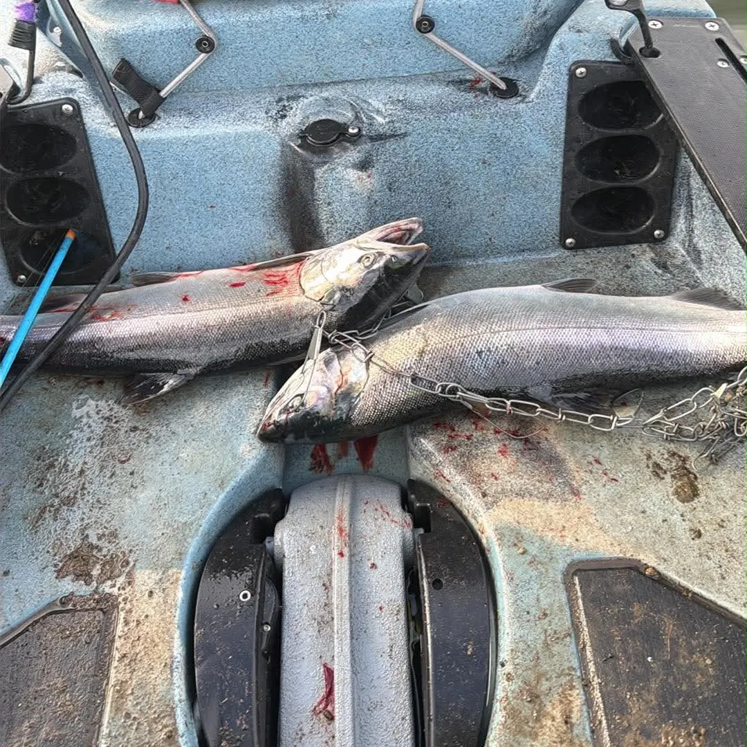 The most recent Coho salmon catches on Fishbrain