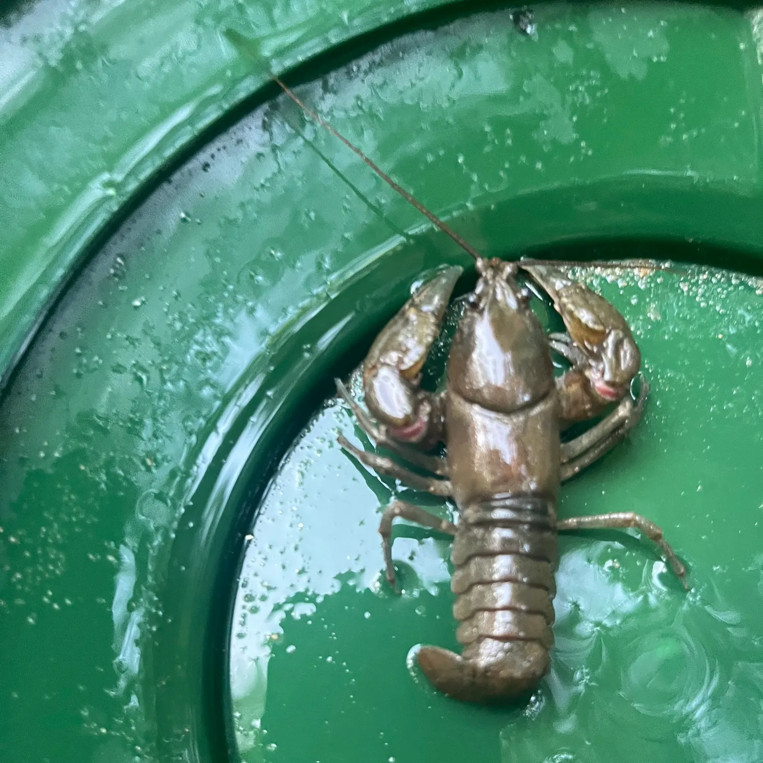 The most recent Appalachian brook crayfish catches on Fishbrain