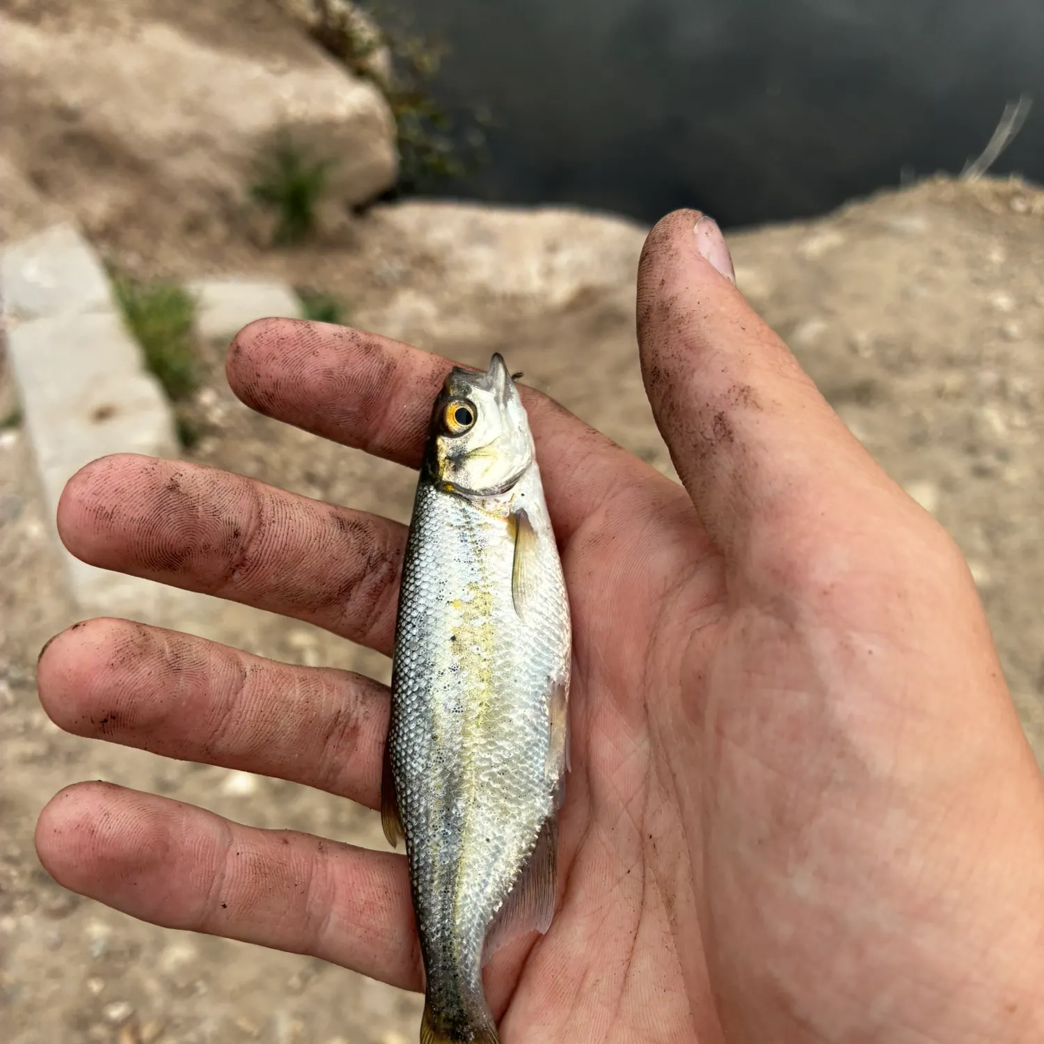 The most recent Redside shiner catches on Fishbrain