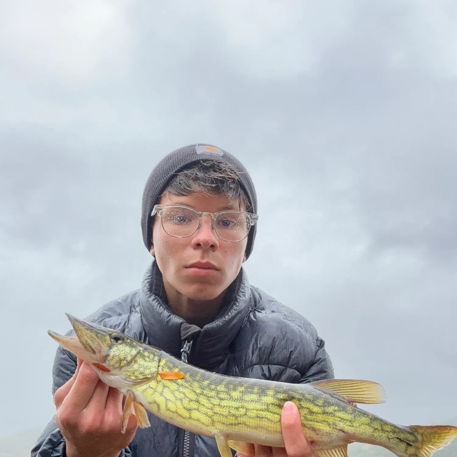 Chain pickerel caught on Fishbrain