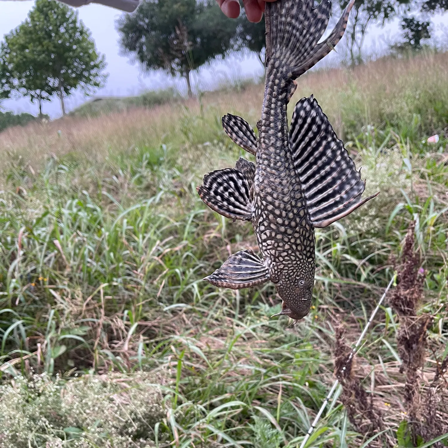The most recent Suckermouth catfish catches on Fishbrain