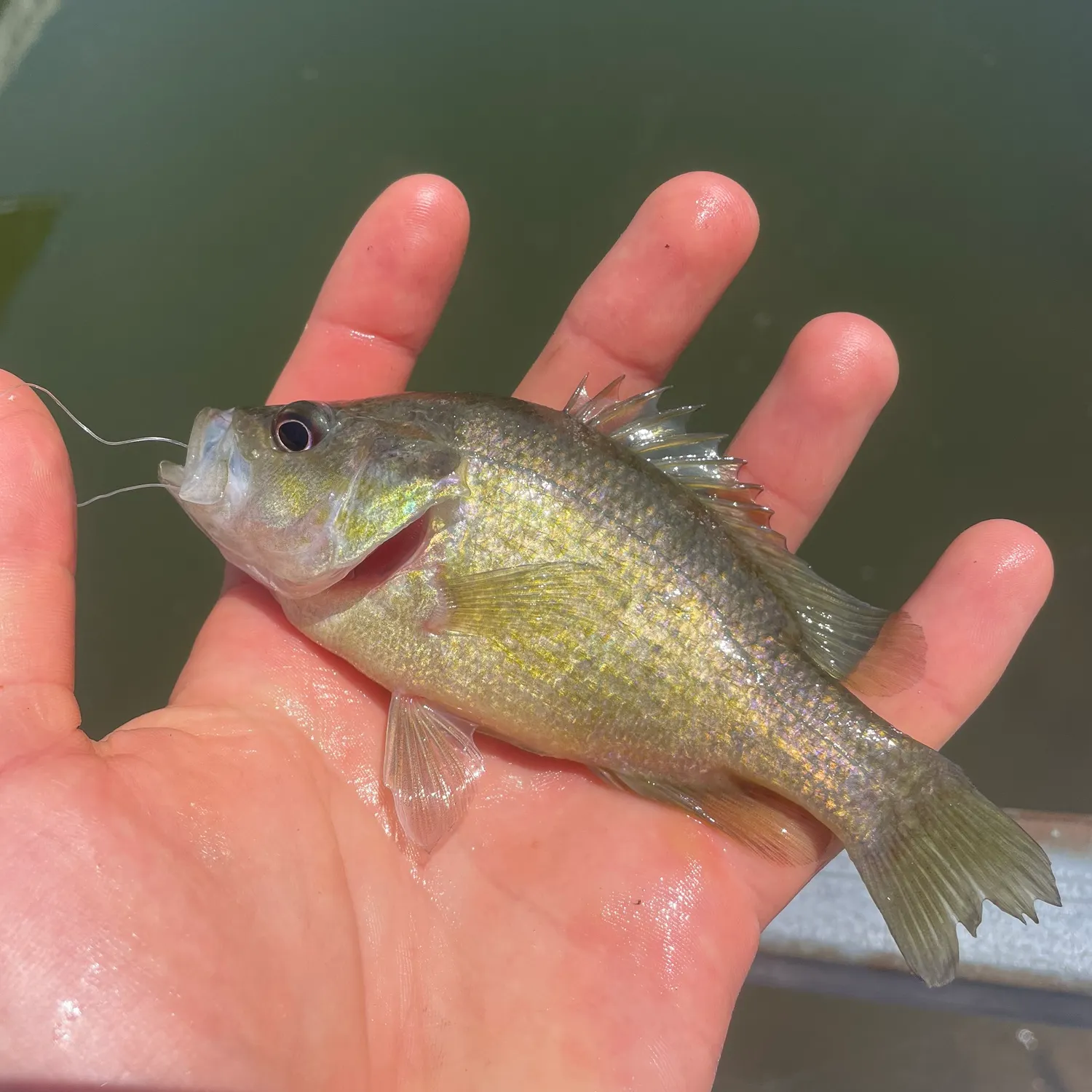 The most recent Warmouth catches on Fishbrain