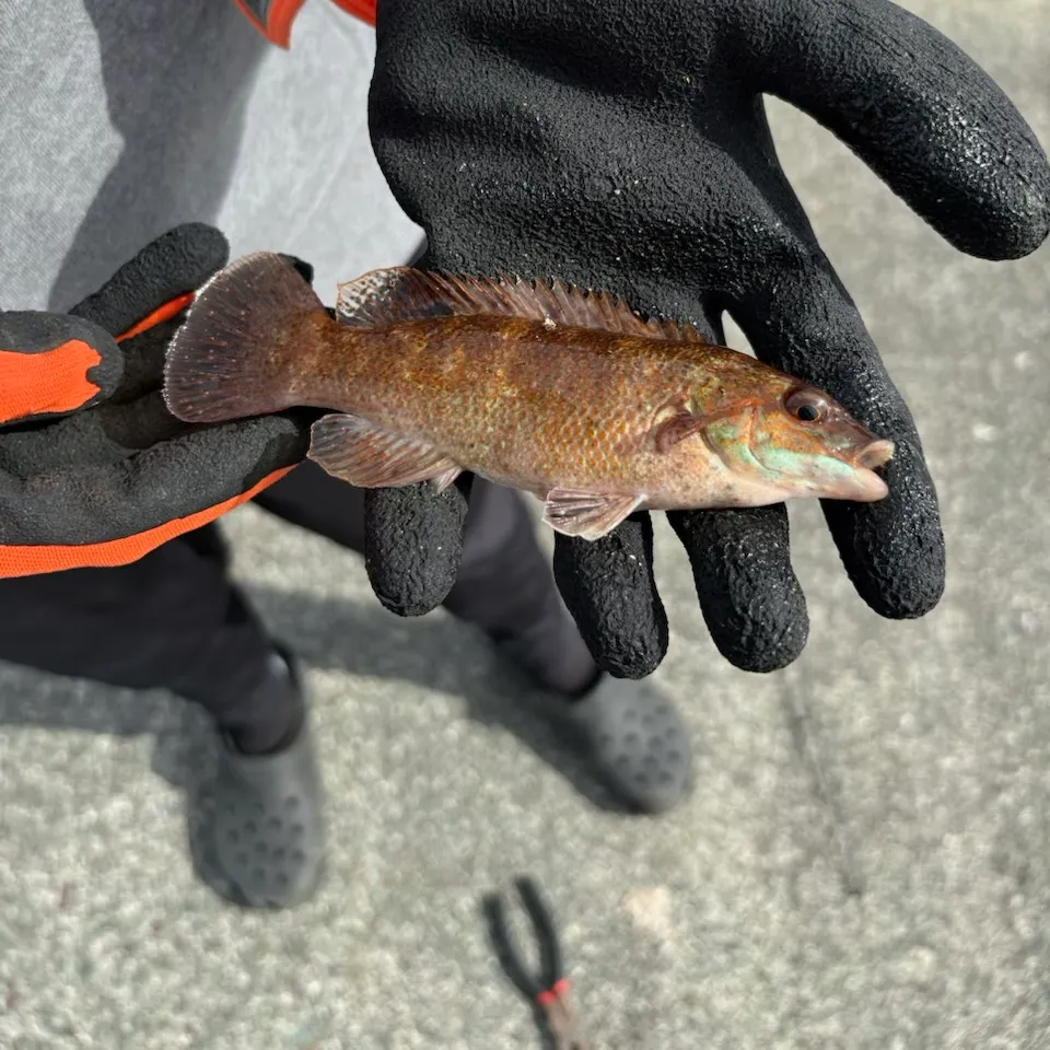 Cunner caught on Fishbrain
