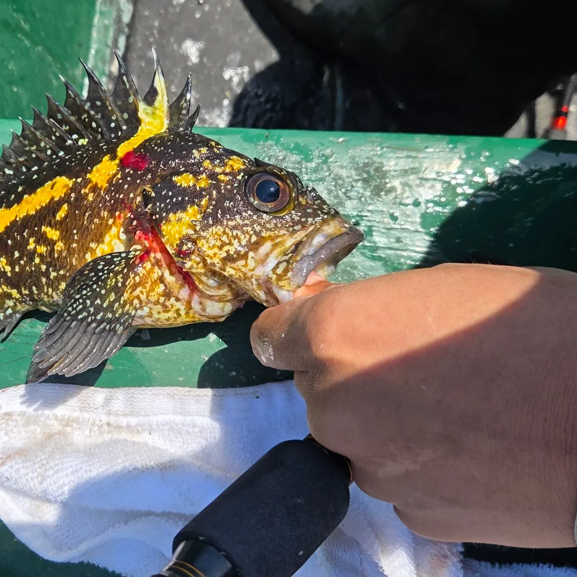 The most recent China rockfish catches on Fishbrain