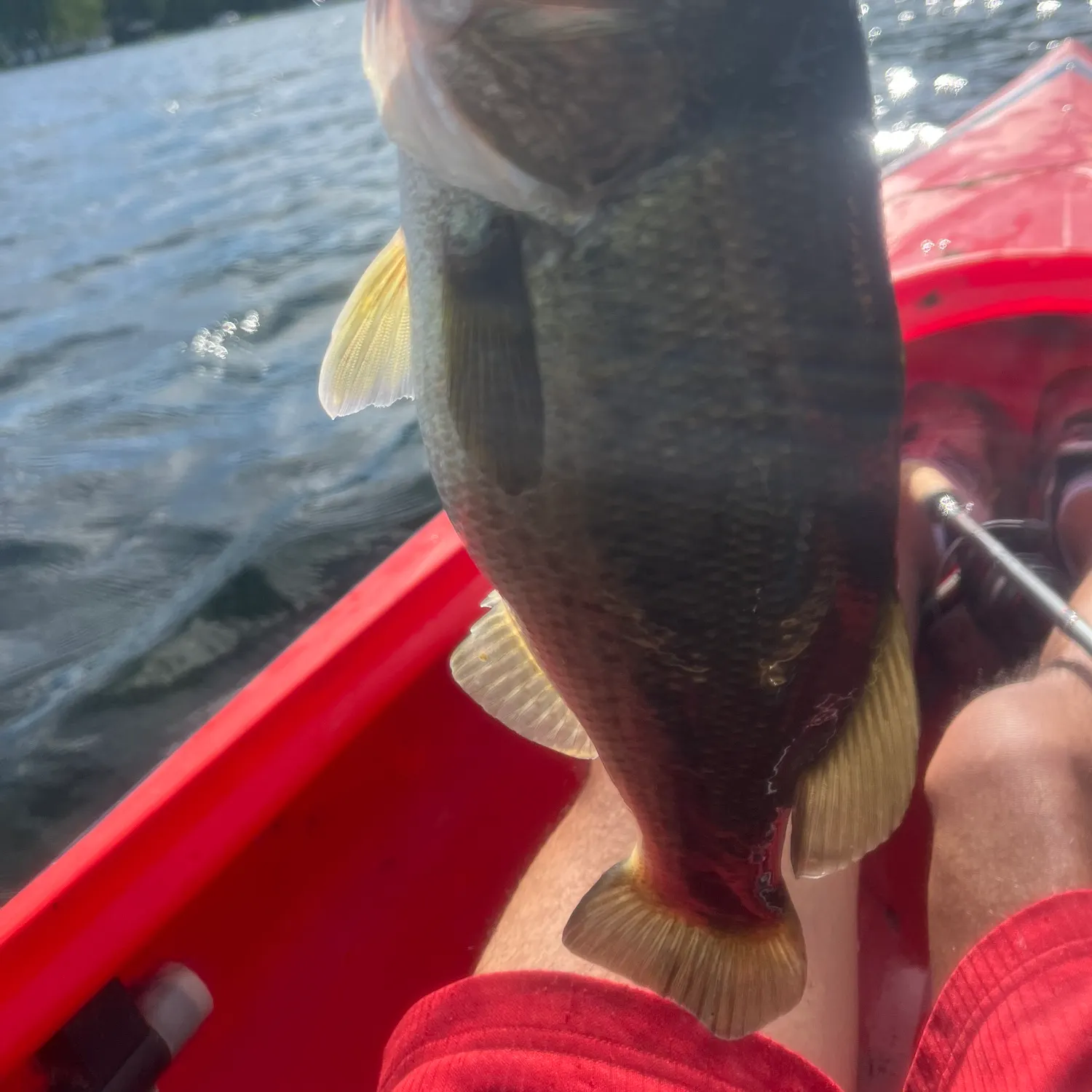Largemouth bass caught on Fishbrain