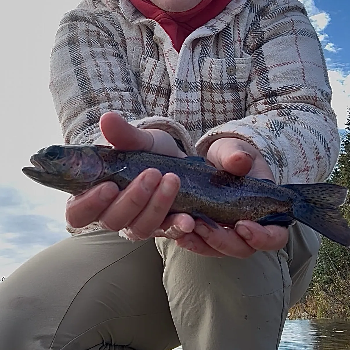 Rainbow trout caught on Fishbrain