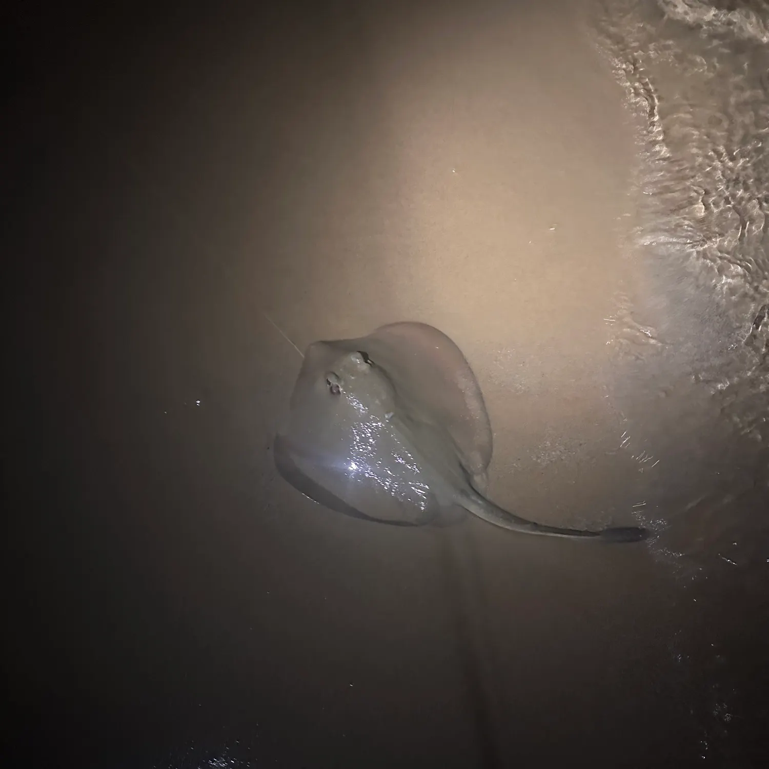 The most recent Common stingaree catches on Fishbrain