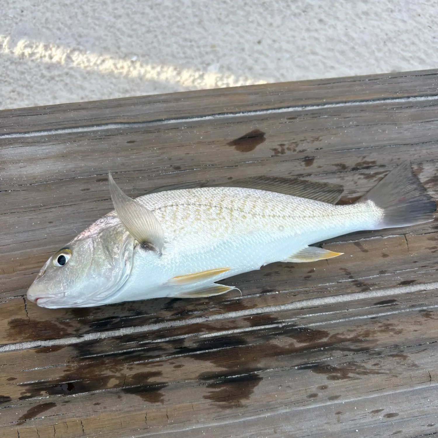 Atlantic croaker caught on Fishbrain