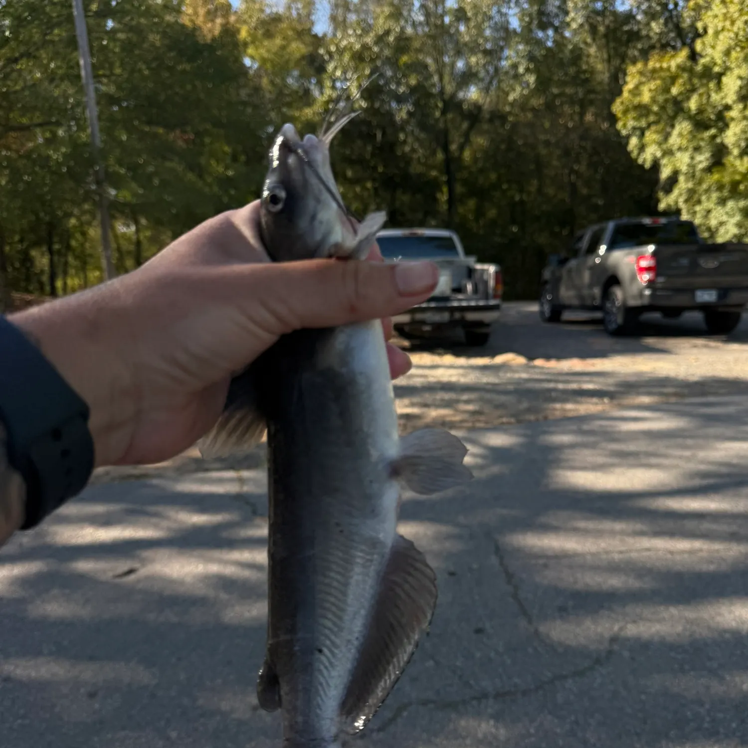 Channel catfish caught on Fishbrain