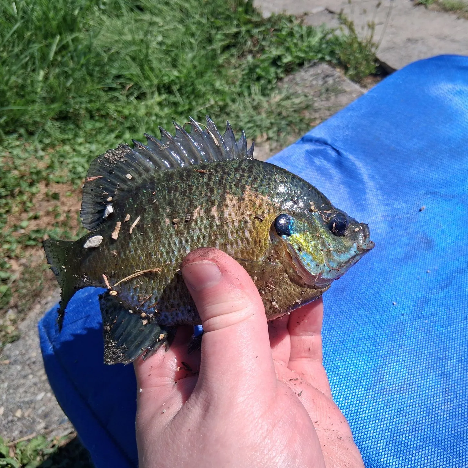 Bluegill caught on Fishbrain