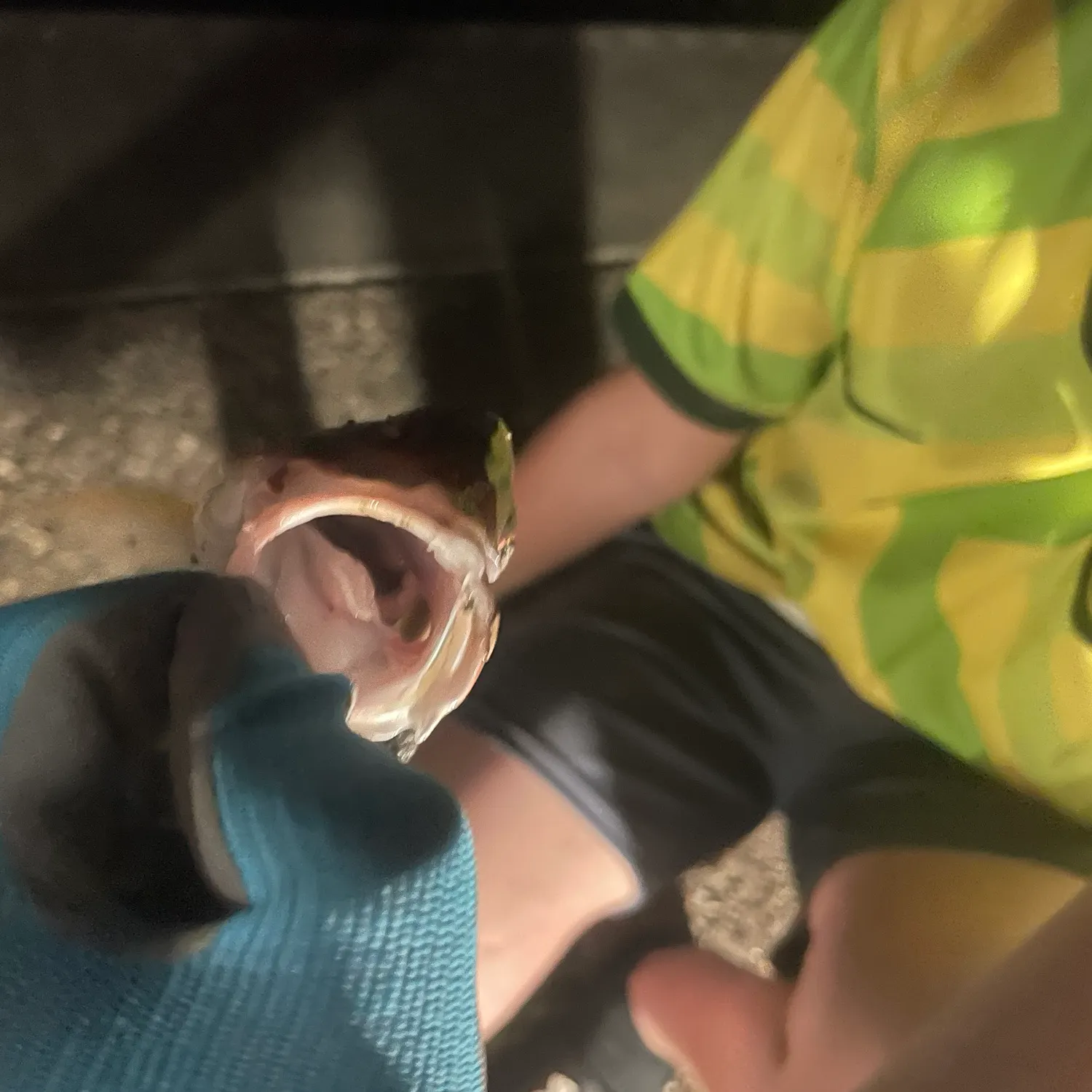 The most recent Moses perch catches on Fishbrain