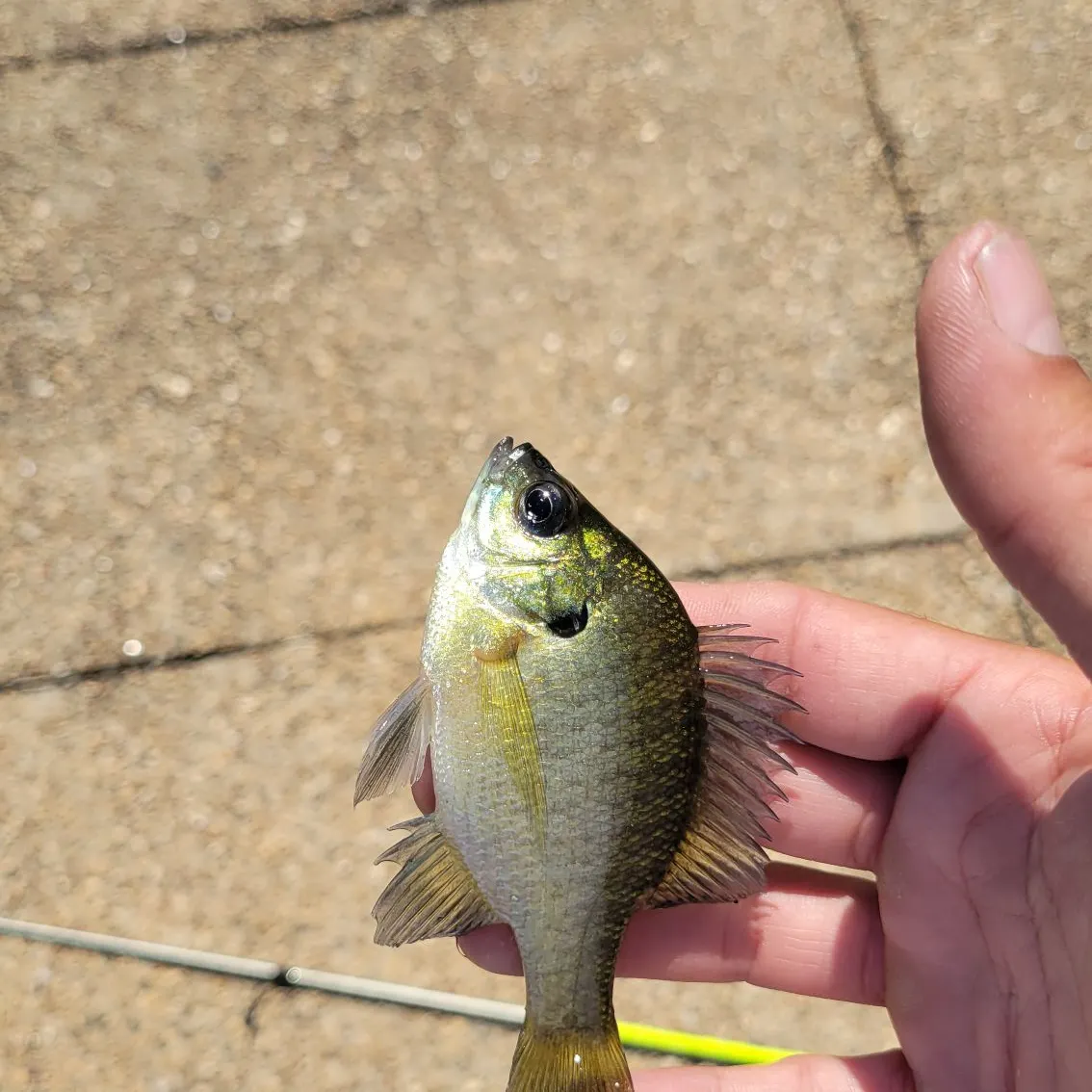 Bluegill caught on Fishbrain