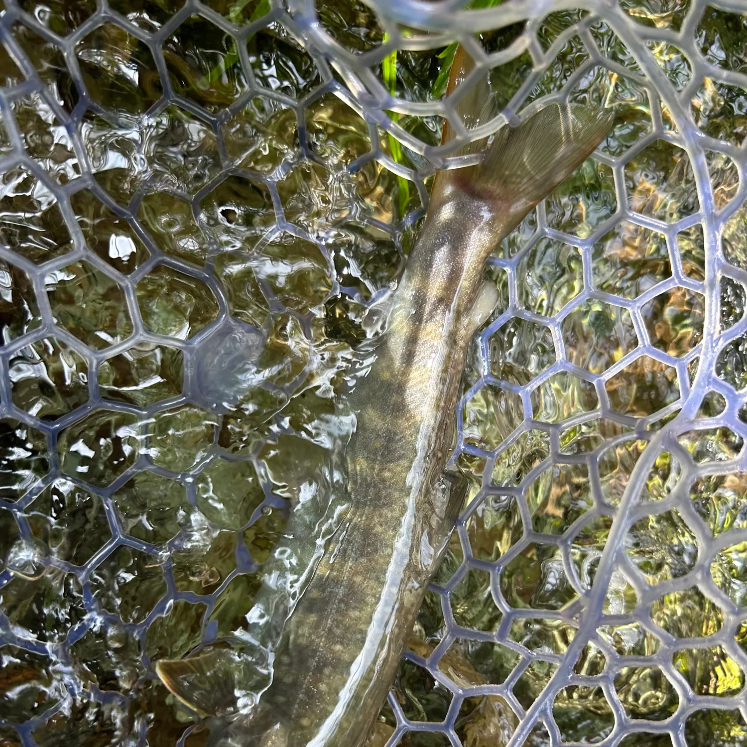 The most recent Japanese pluvius char catches on Fishbrain