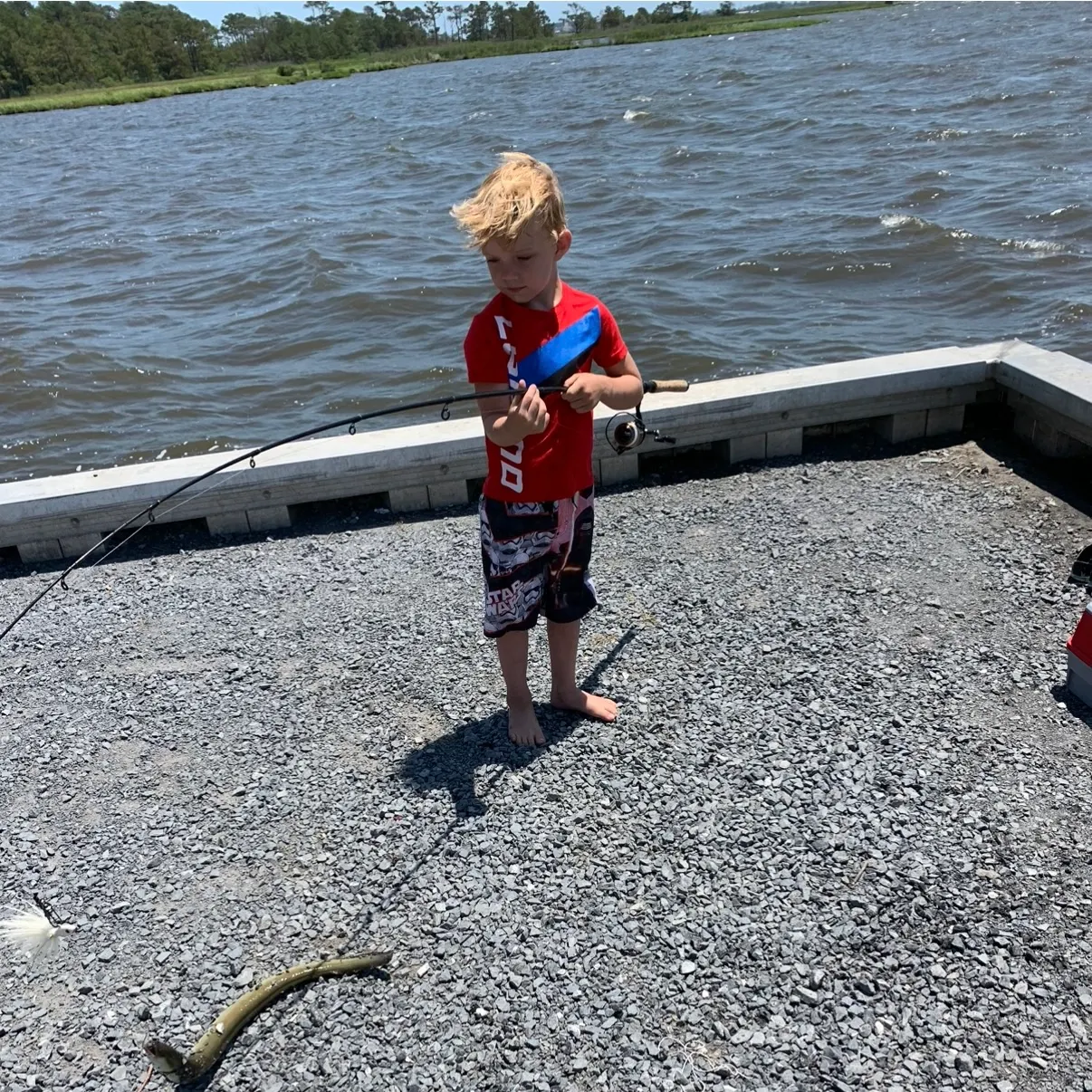 American eel caught on Fishbrain