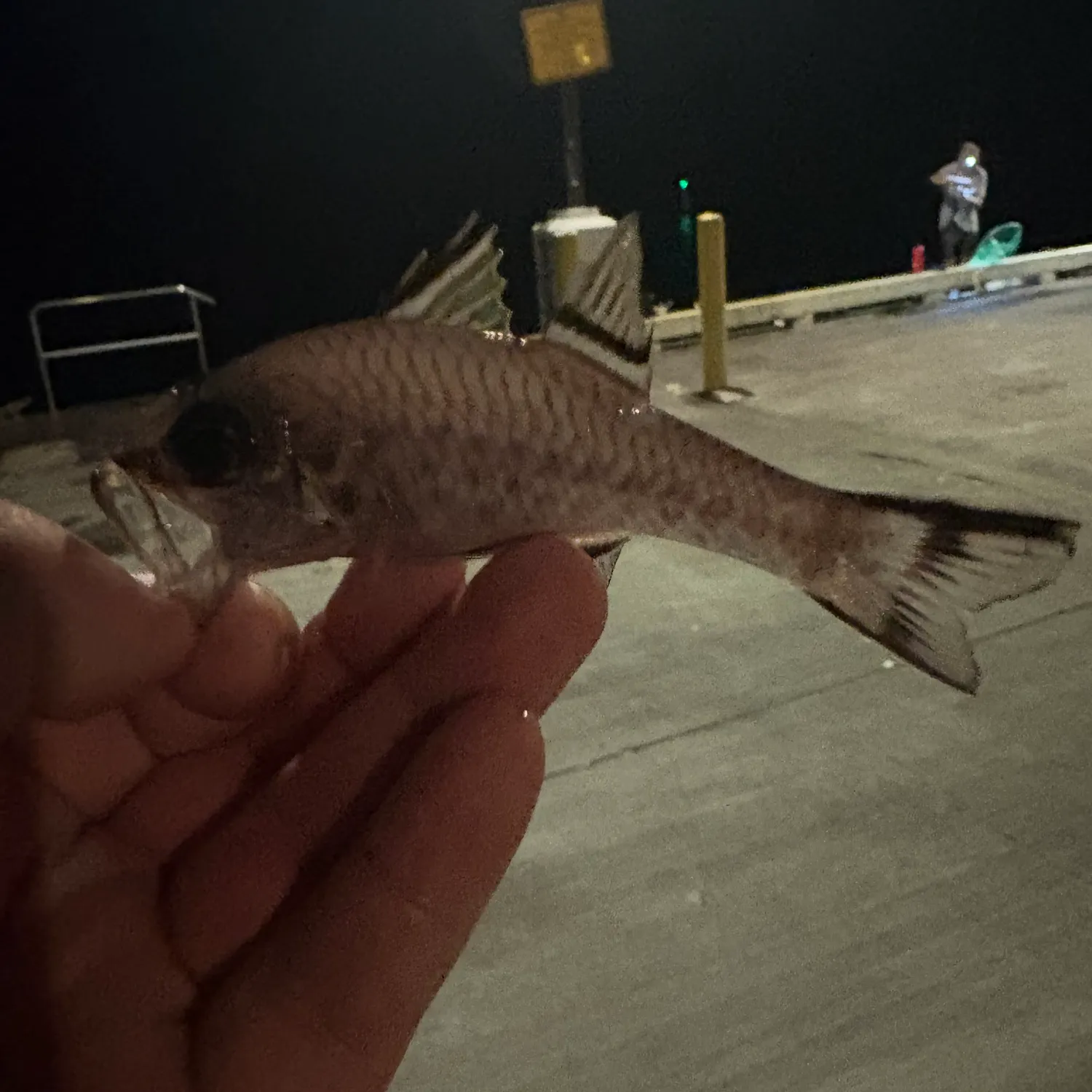 The most recent Bandfin cardinalfish catches on Fishbrain