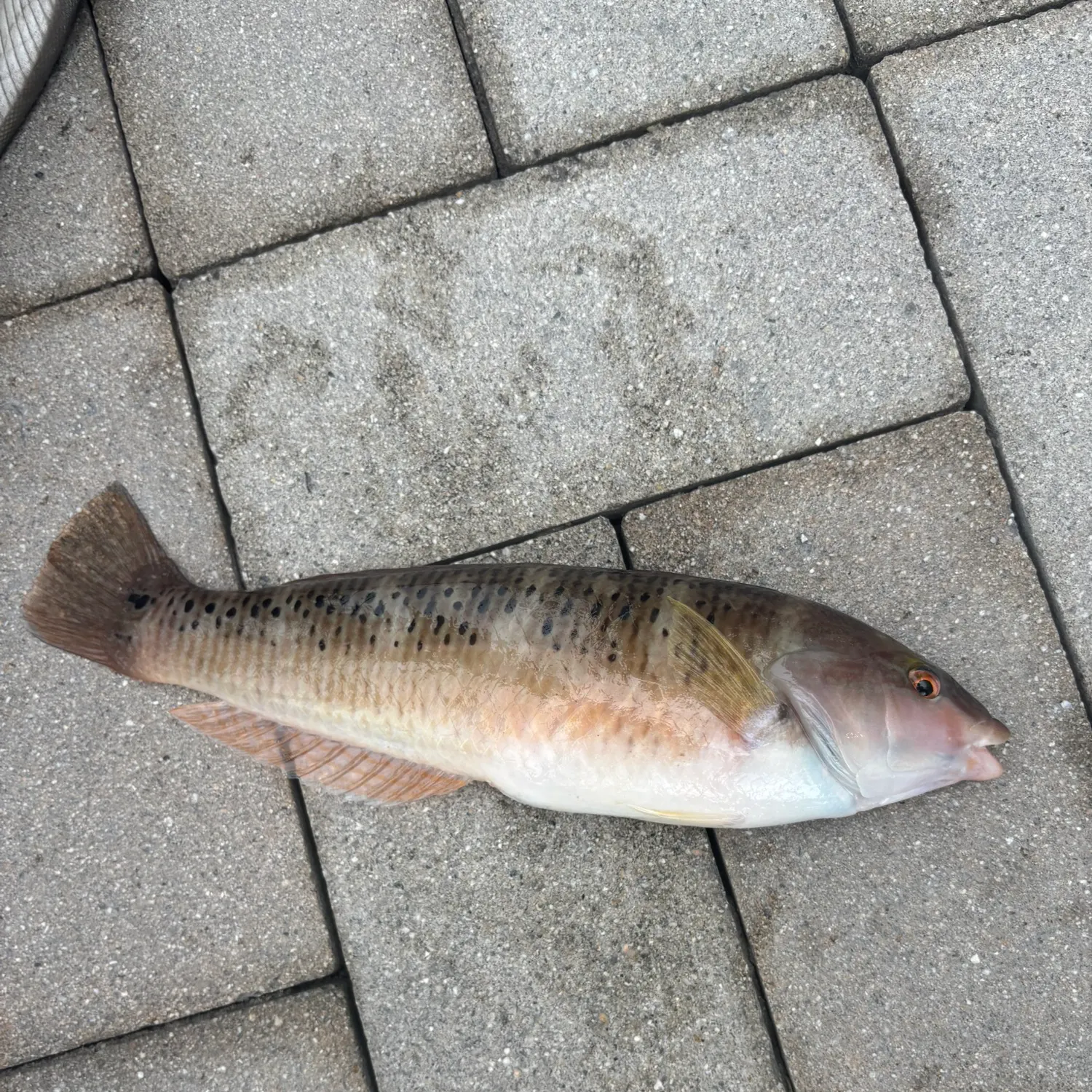 The most recent Rock wrasse catches on Fishbrain
