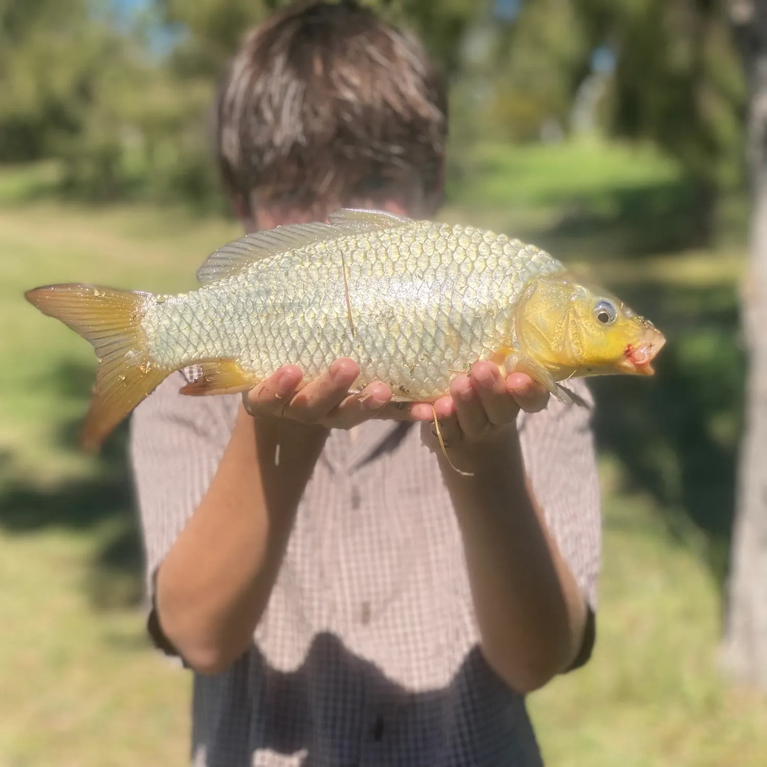 Common carp caught on Fishbrain